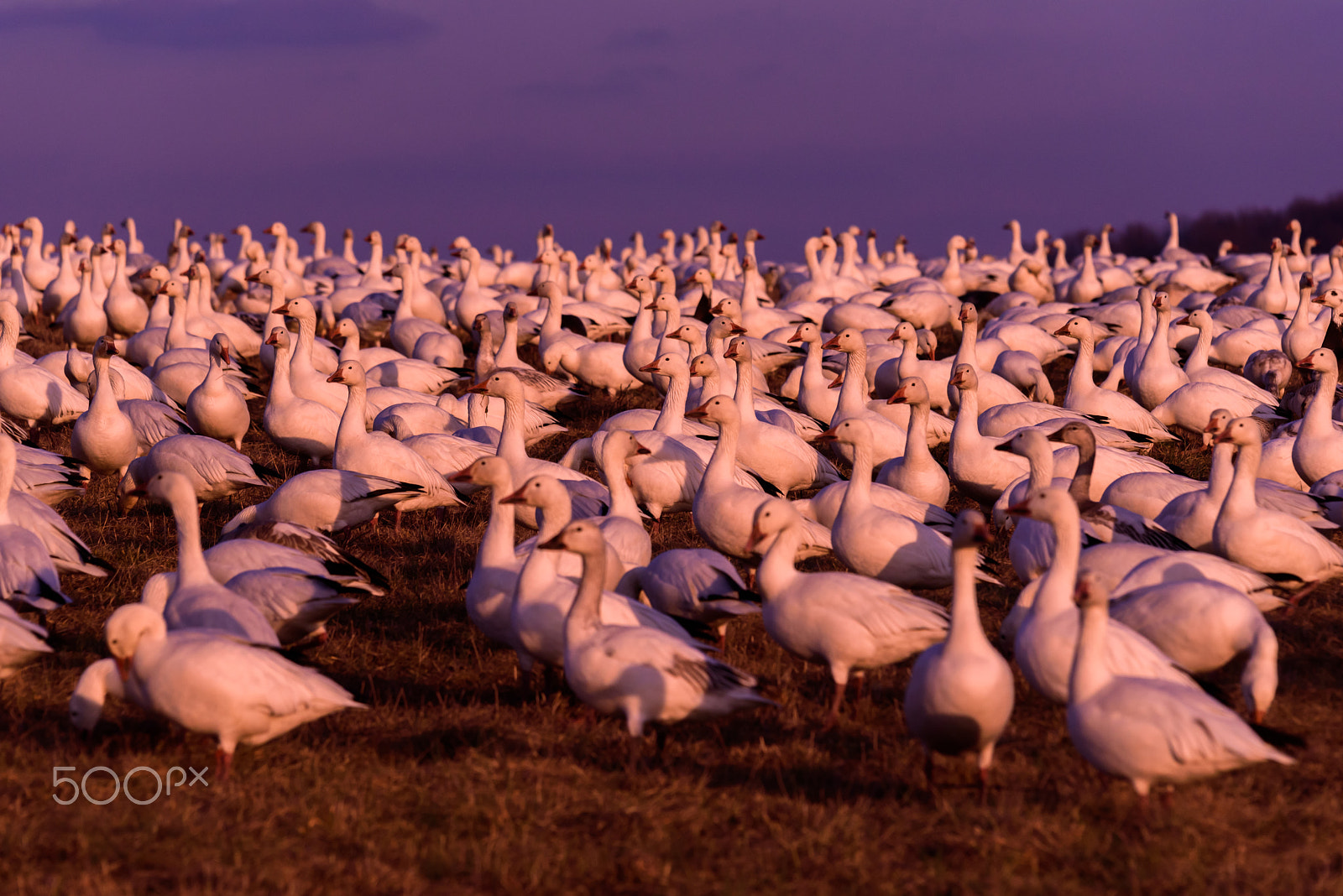 Sigma 120-400mm F4.5-5.6 DG OS HSM sample photo. Snow geese migration 2016 photography