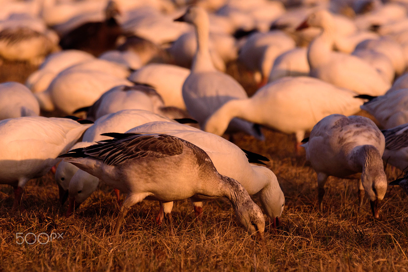 Sigma 120-400mm F4.5-5.6 DG OS HSM sample photo. Snow geese migration 2016 photography