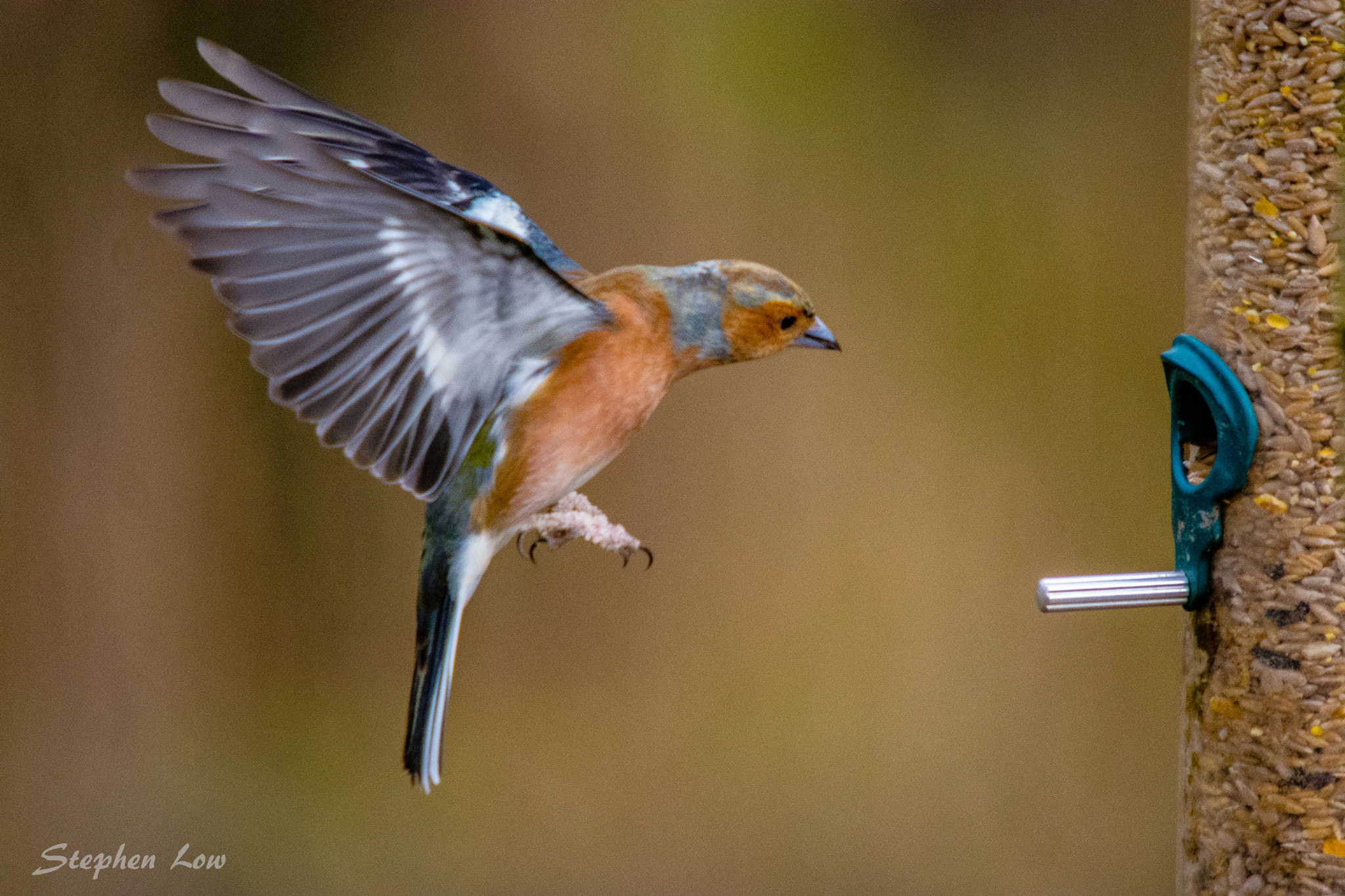 Sigma 50-500mm F4-6.3 EX APO RF HSM sample photo. Chaffinch at feeder photography
