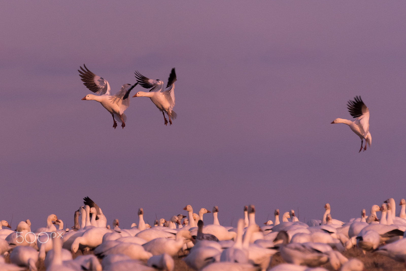 Sigma 120-400mm F4.5-5.6 DG OS HSM sample photo. Snow geese migration 2016 photography