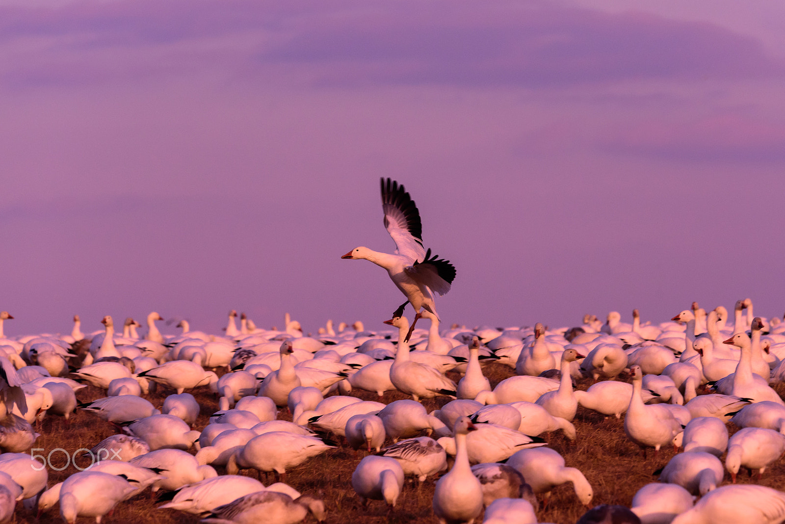 Sigma 120-400mm F4.5-5.6 DG OS HSM sample photo. Snow geese migration 2016 photography