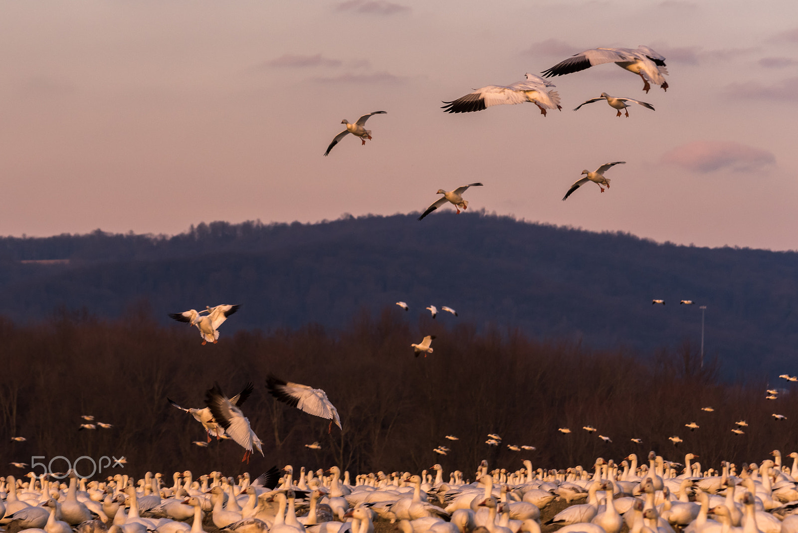 Sigma 120-400mm F4.5-5.6 DG OS HSM sample photo. Snow geese migration 2016 photography