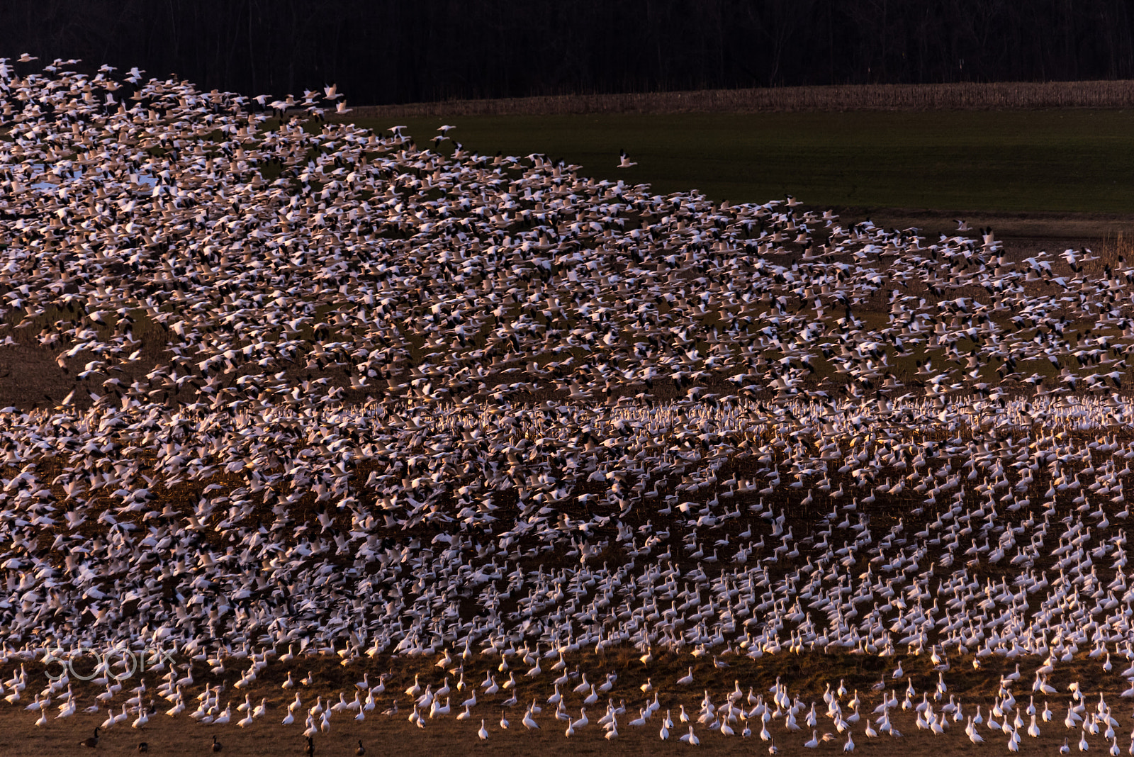 Sigma 120-400mm F4.5-5.6 DG OS HSM sample photo. Snow geese migration 2016 photography