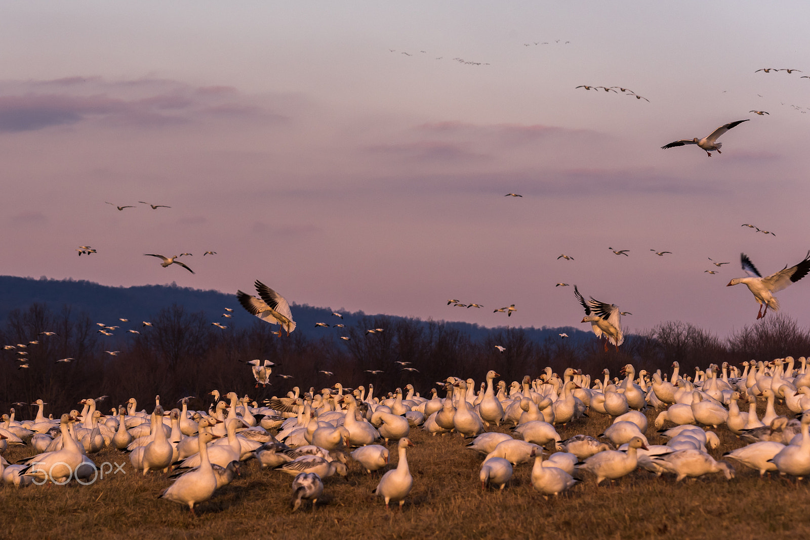 Sigma 120-400mm F4.5-5.6 DG OS HSM sample photo. Snow geese migration 2016 photography