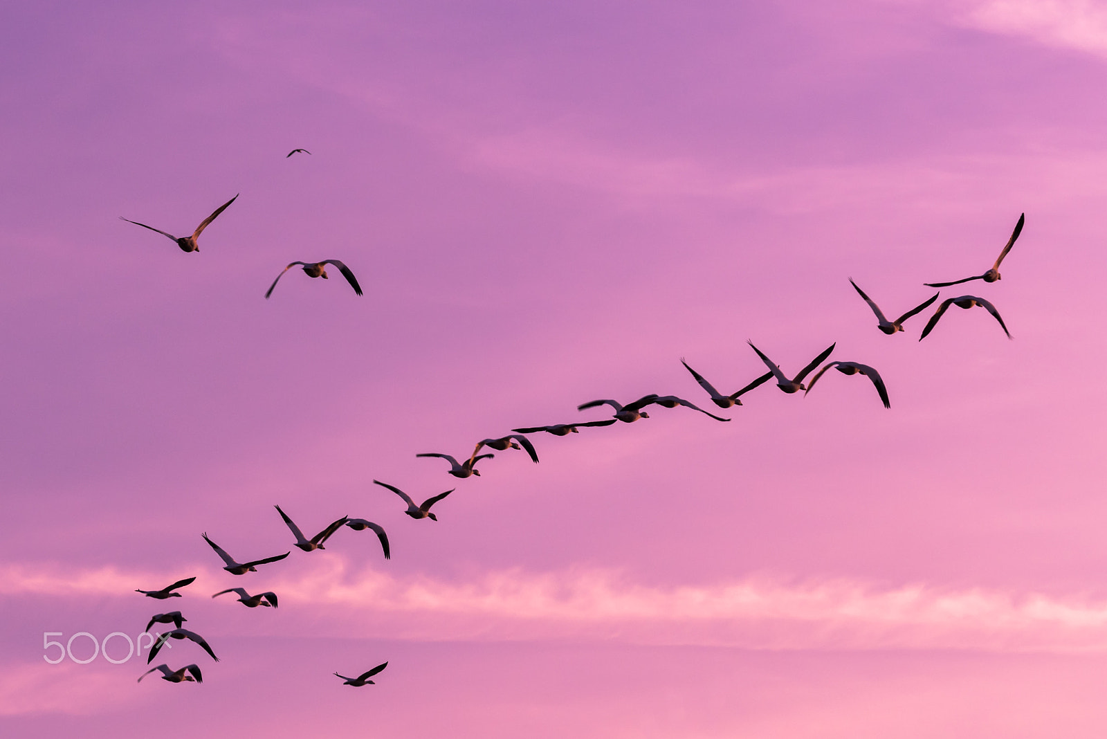 Sigma 120-400mm F4.5-5.6 DG OS HSM sample photo. Snow geese migration 2016 photography