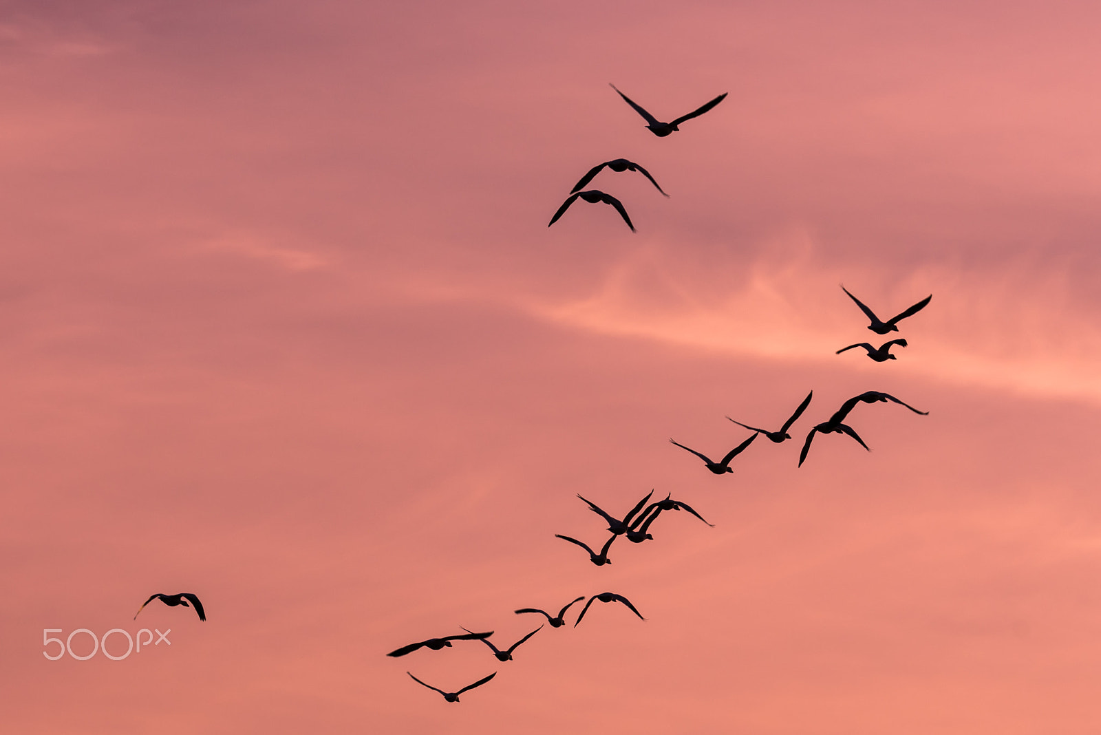 Sigma 120-400mm F4.5-5.6 DG OS HSM sample photo. Snow geese migration 2016 photography