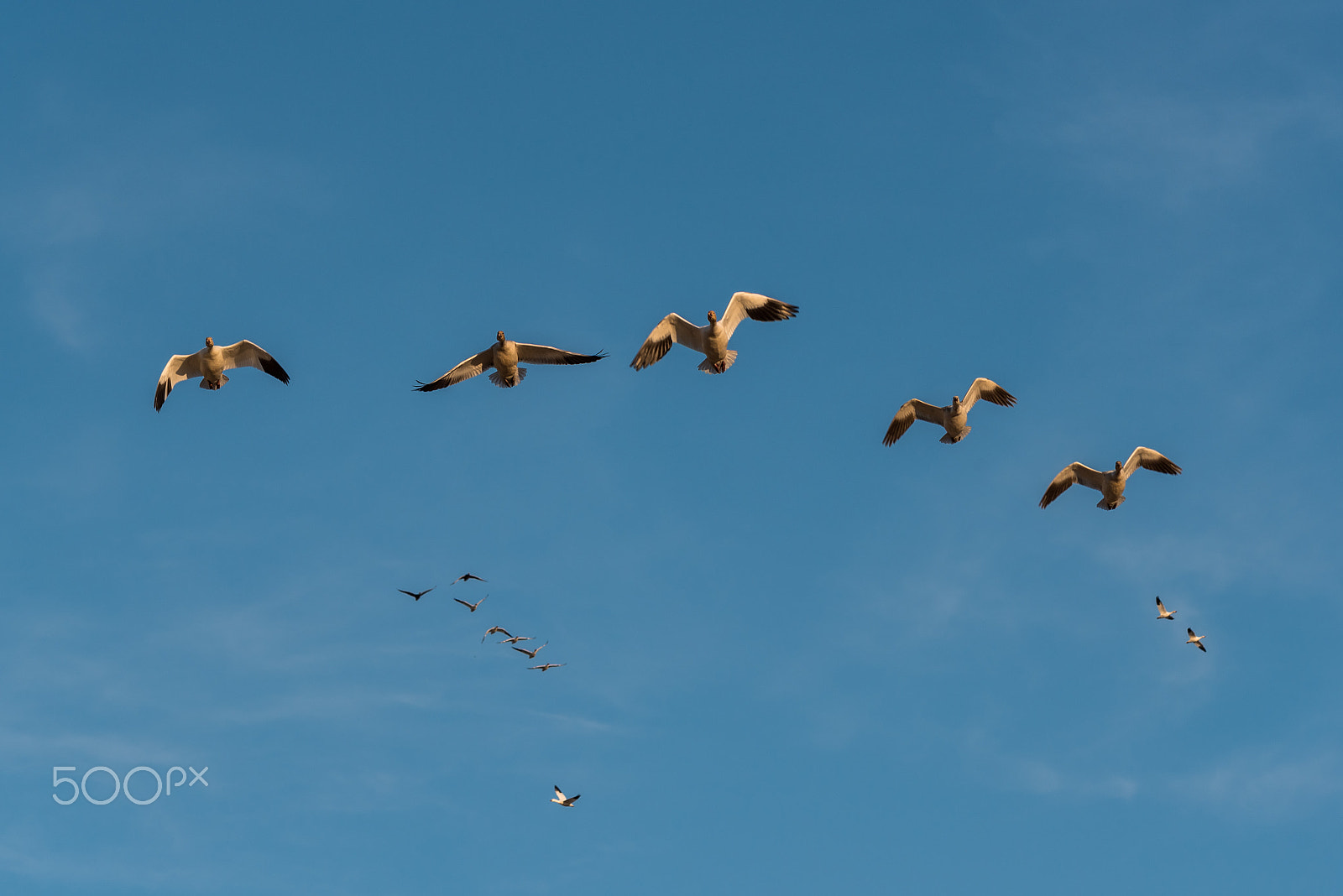 Sigma 120-400mm F4.5-5.6 DG OS HSM sample photo. Snow geese migration 2016 photography