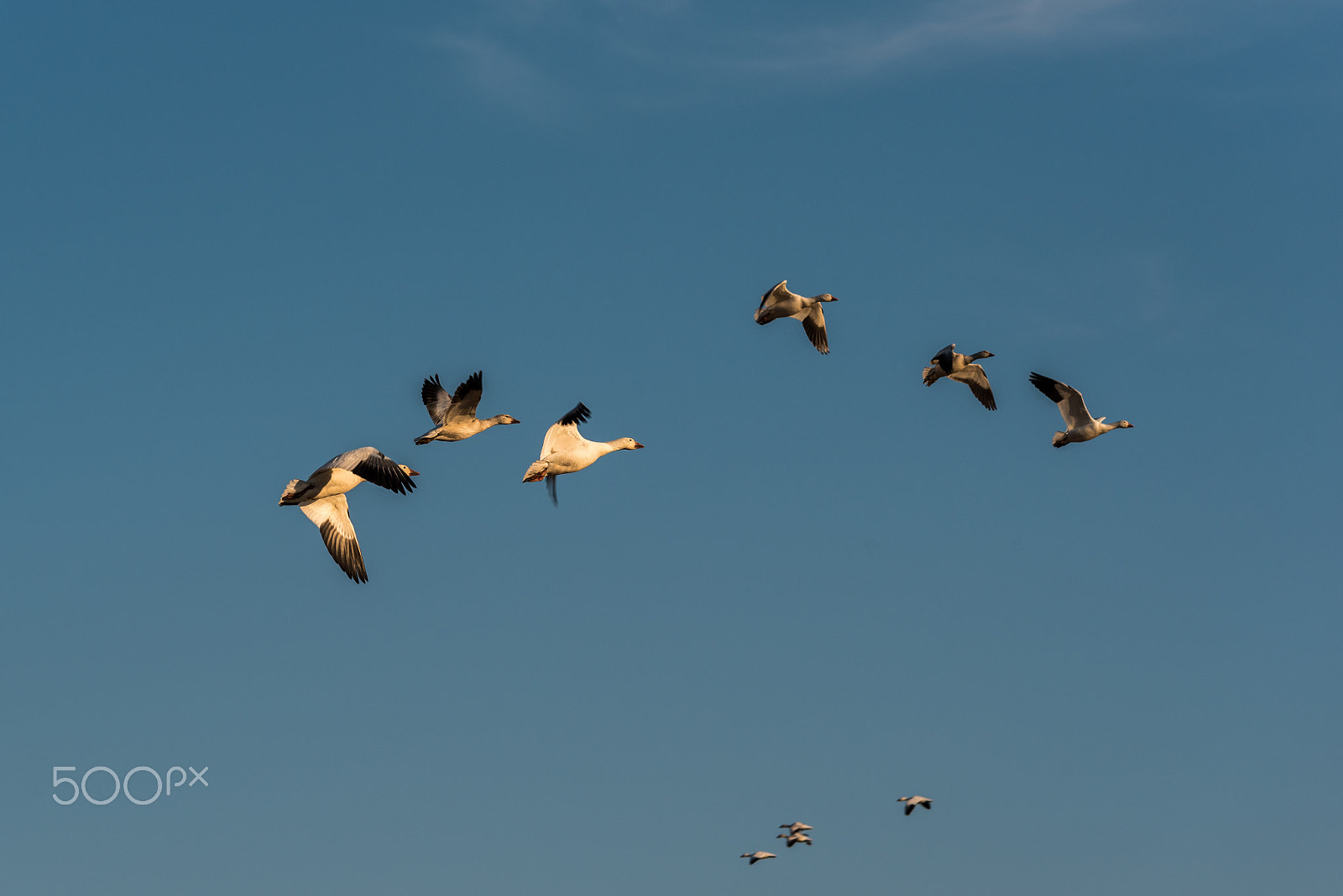 Sigma 120-400mm F4.5-5.6 DG OS HSM sample photo. Snow geese migration 2016 photography