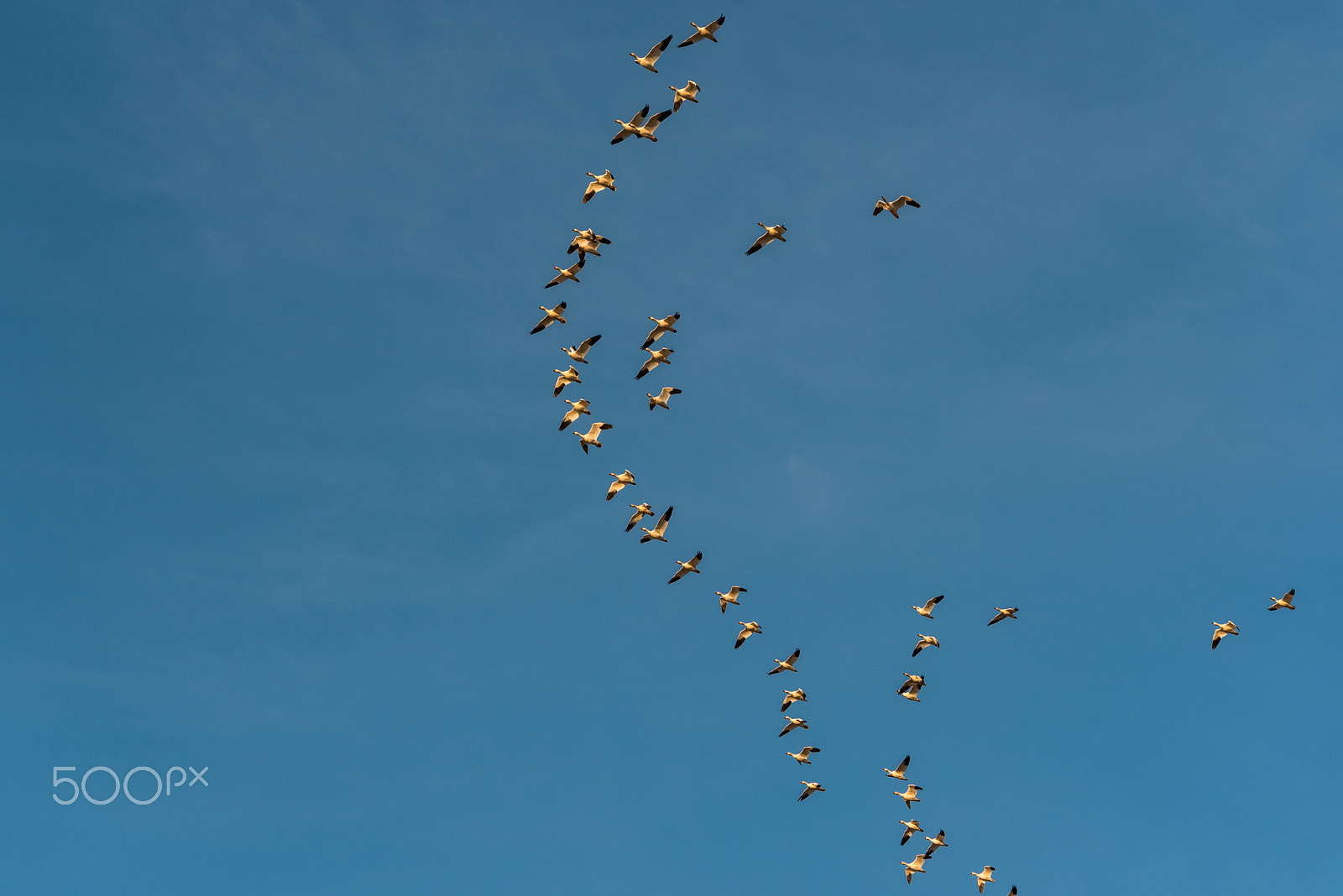 Sigma 120-400mm F4.5-5.6 DG OS HSM sample photo. Snow geese migration 2016 photography