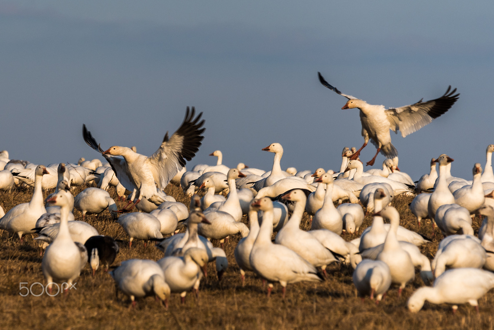 Sigma 120-400mm F4.5-5.6 DG OS HSM sample photo. Snow geese migration 2016 photography