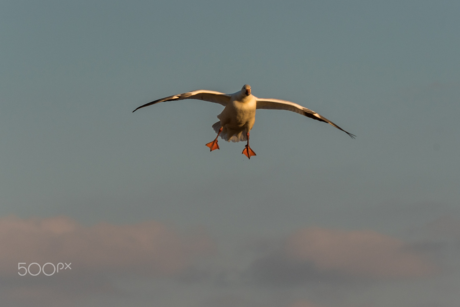 Sigma 120-400mm F4.5-5.6 DG OS HSM sample photo. Snow geese migration 2016 photography