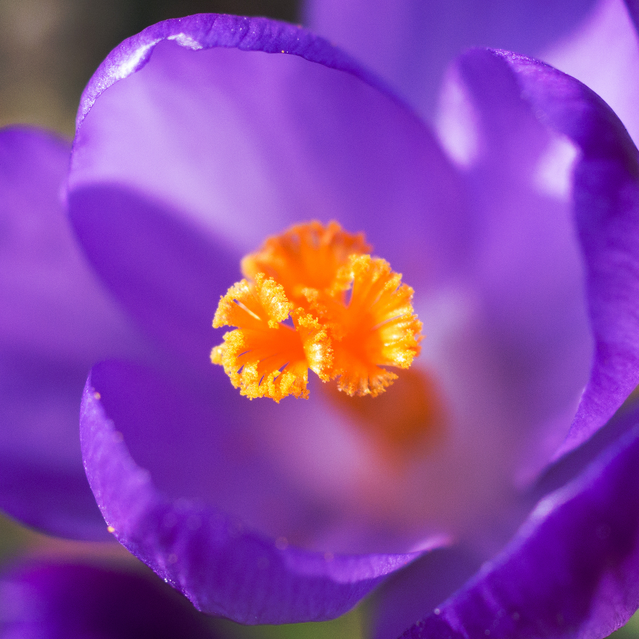 Pentax smc DA 35mm F2.8 Macro Limited sample photo. Crocus photography