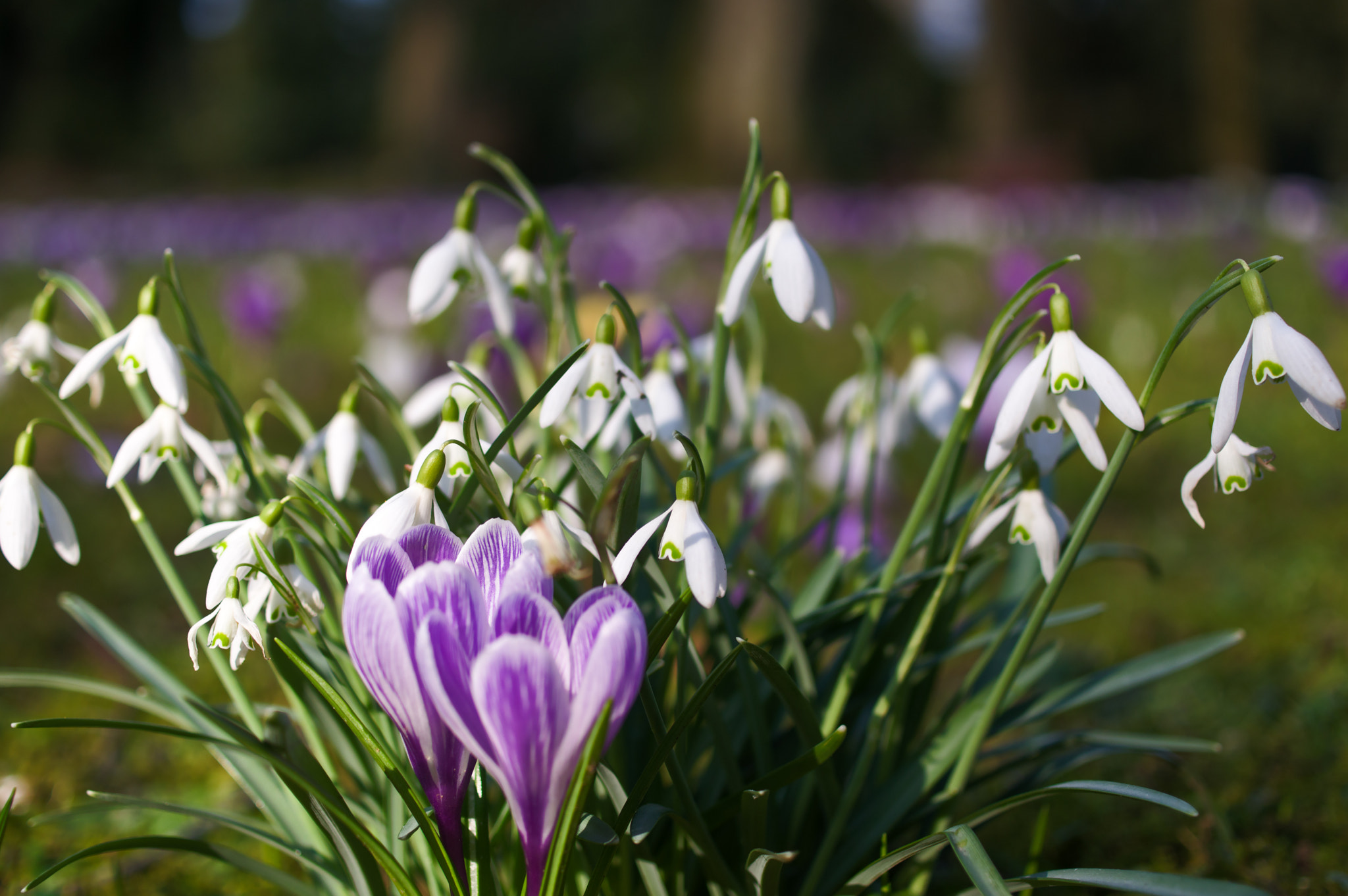 Pentax smc DA 35mm F2.8 Macro Limited sample photo. Crocus photography