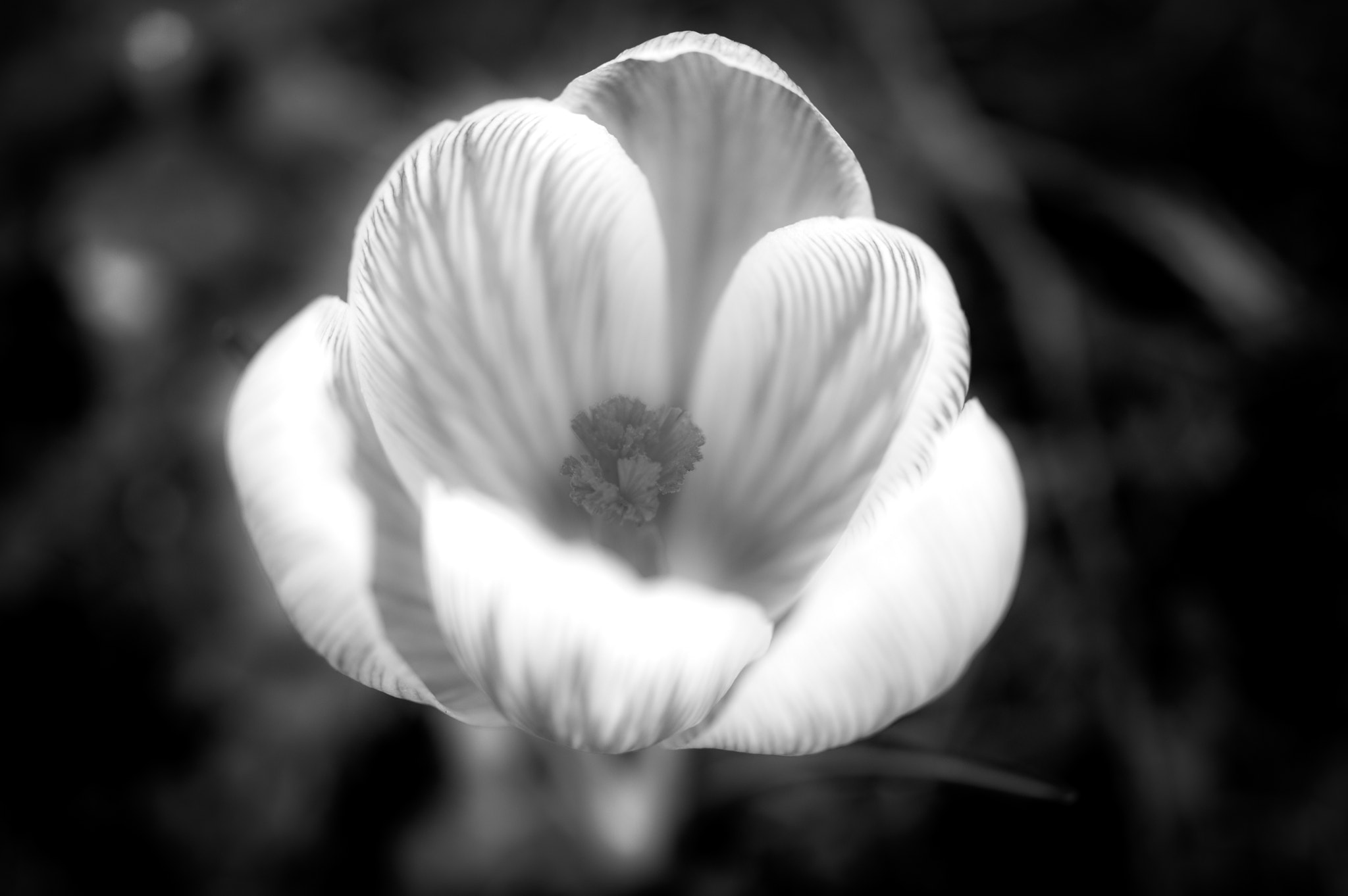 Pentax smc DA 35mm F2.8 Macro Limited sample photo. Crocus photography