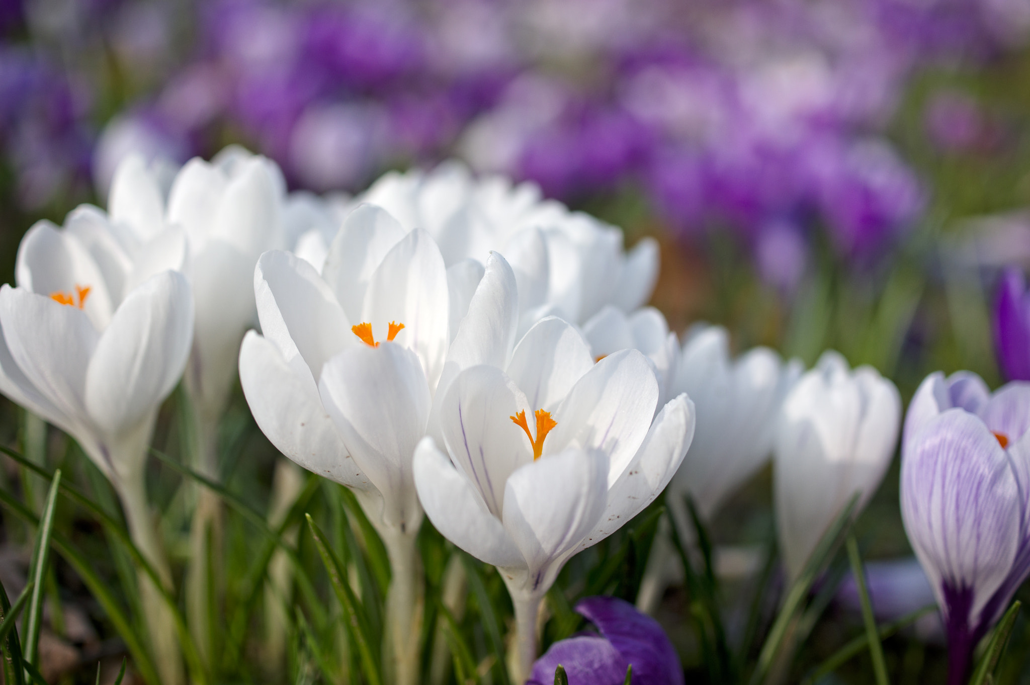 Pentax smc DA 35mm F2.8 Macro Limited sample photo. Crocus photography