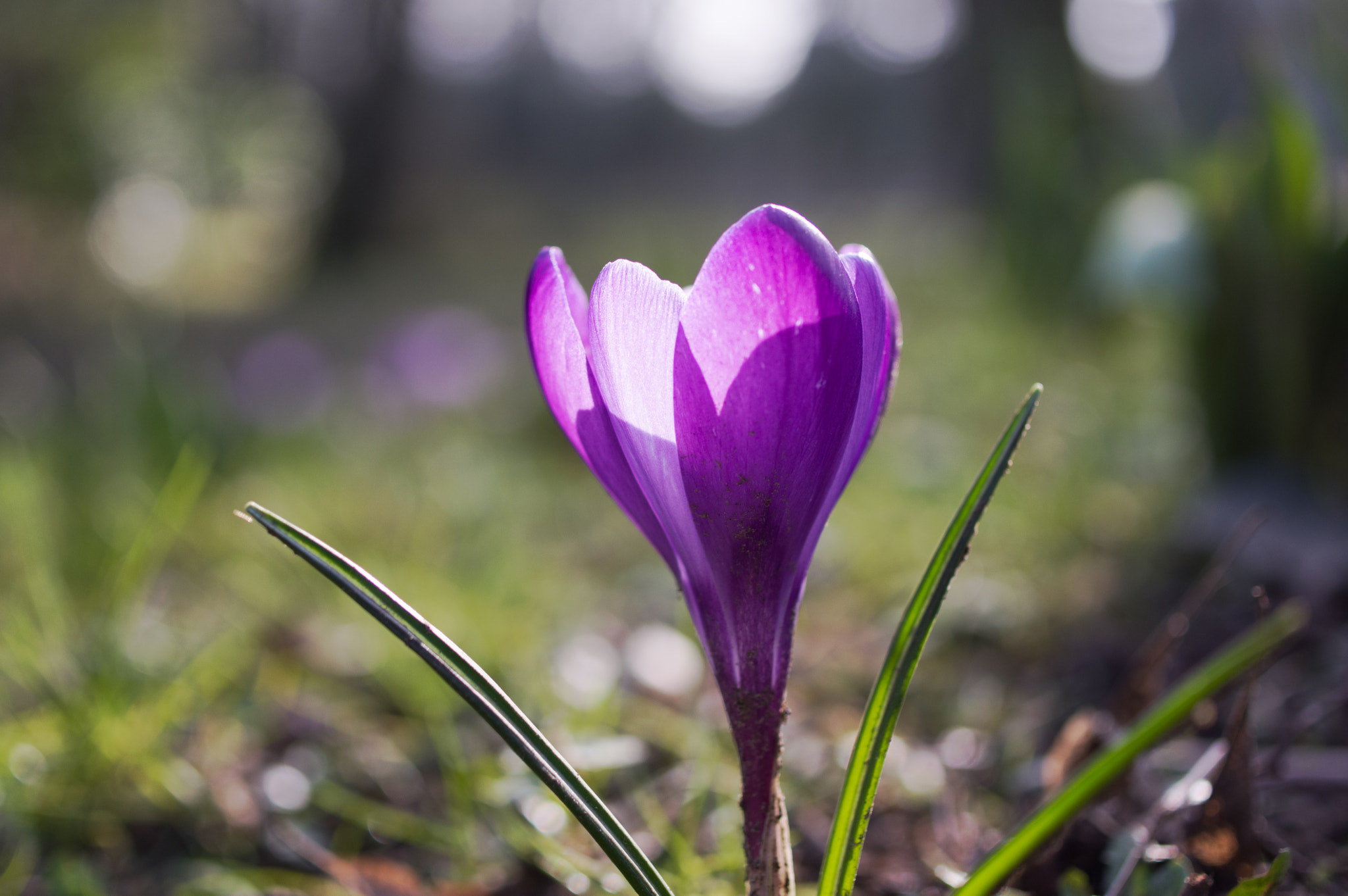 Pentax smc DA 35mm F2.8 Macro Limited sample photo. Crocus photography