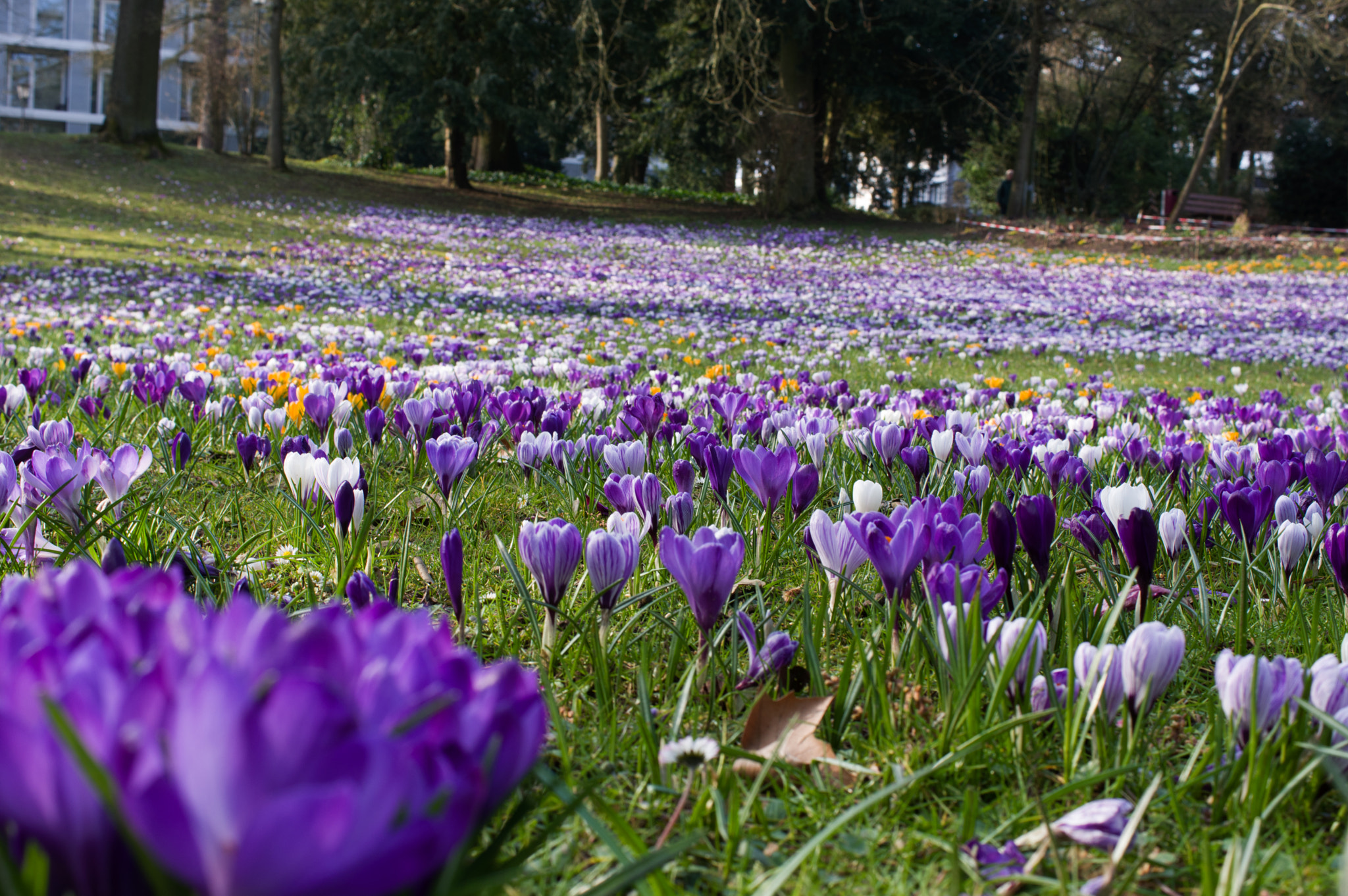 Pentax smc DA 35mm F2.8 Macro Limited sample photo. Crocus photography