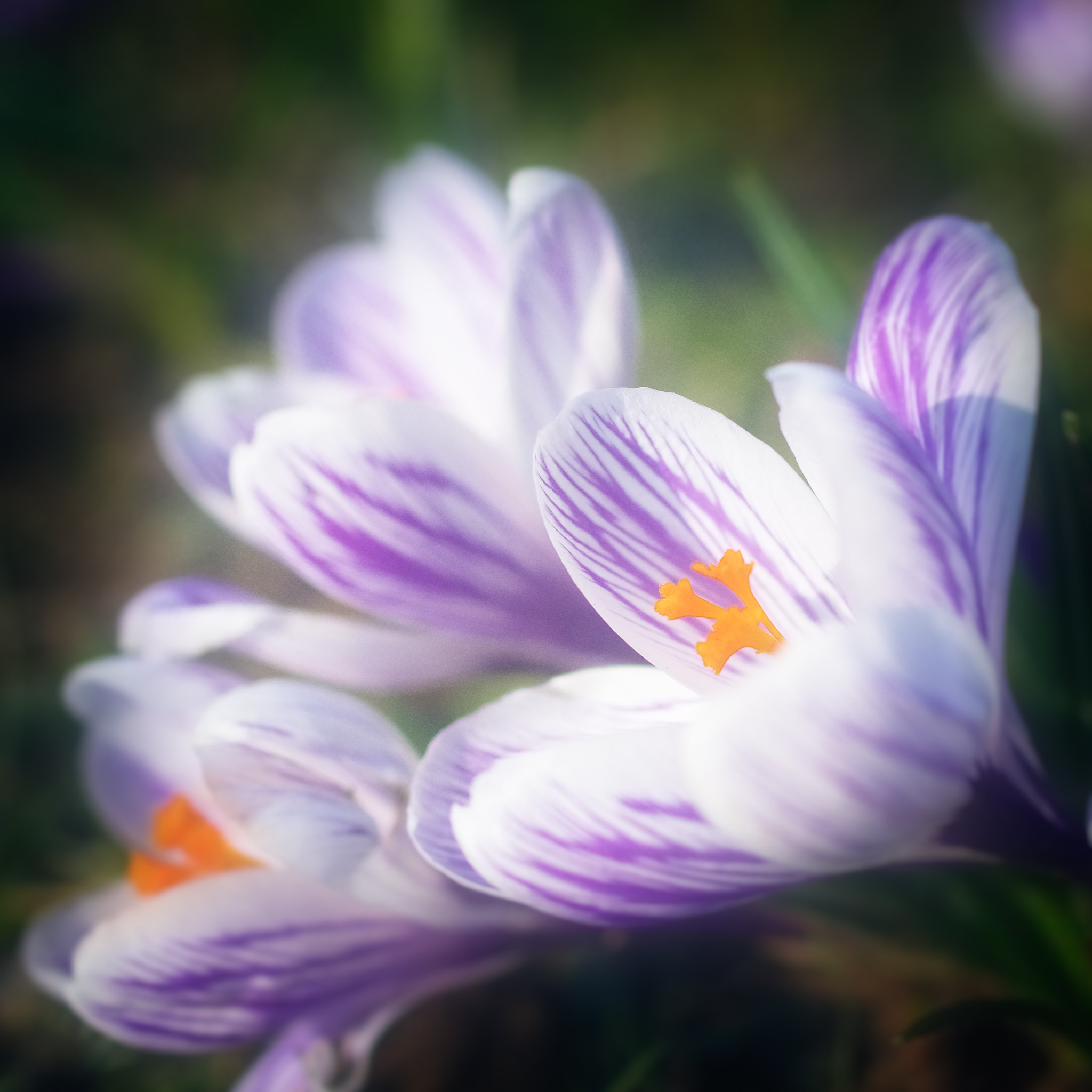 Pentax smc DA 35mm F2.8 Macro Limited sample photo. Crocus photography