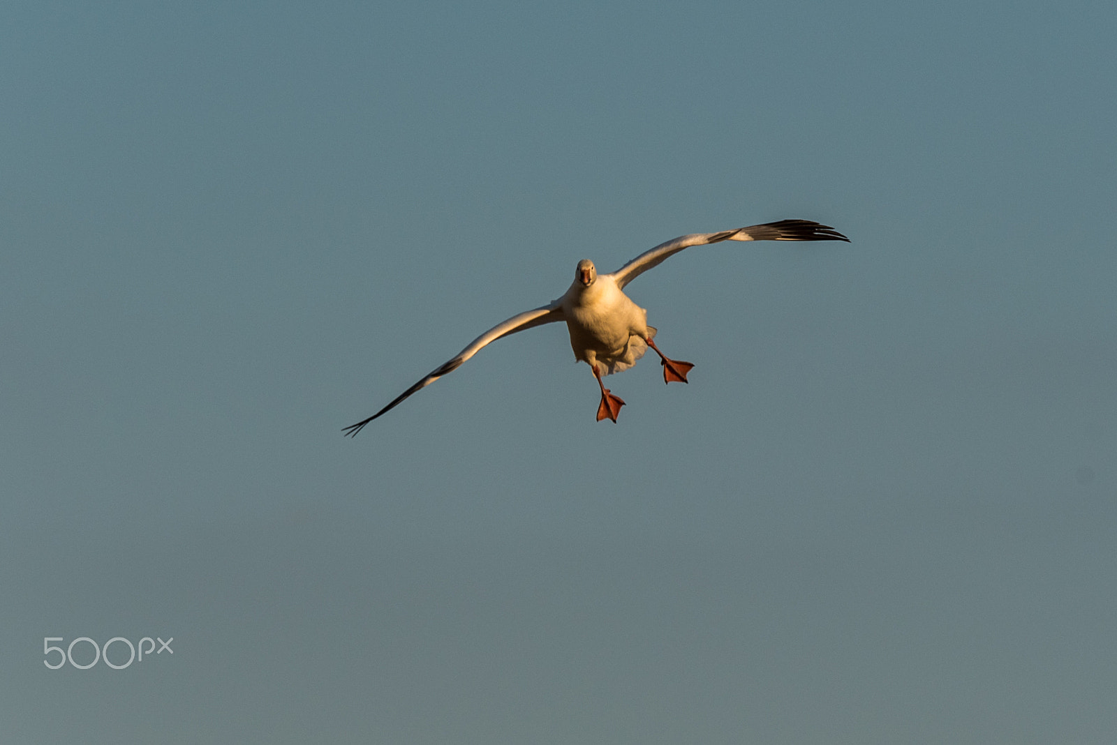 Sigma 120-400mm F4.5-5.6 DG OS HSM sample photo. Snow geese migration 2016 photography