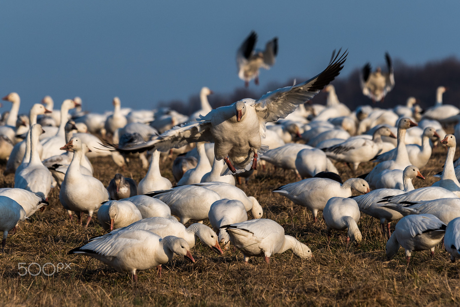 Sigma 120-400mm F4.5-5.6 DG OS HSM sample photo. Snow geese migration 2016 photography