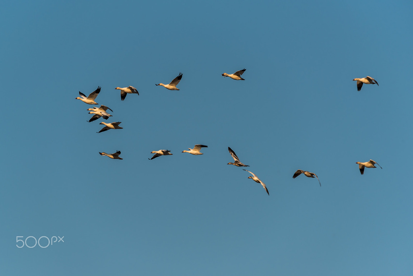 Sigma 120-400mm F4.5-5.6 DG OS HSM sample photo. Snow geese migration 2016 photography