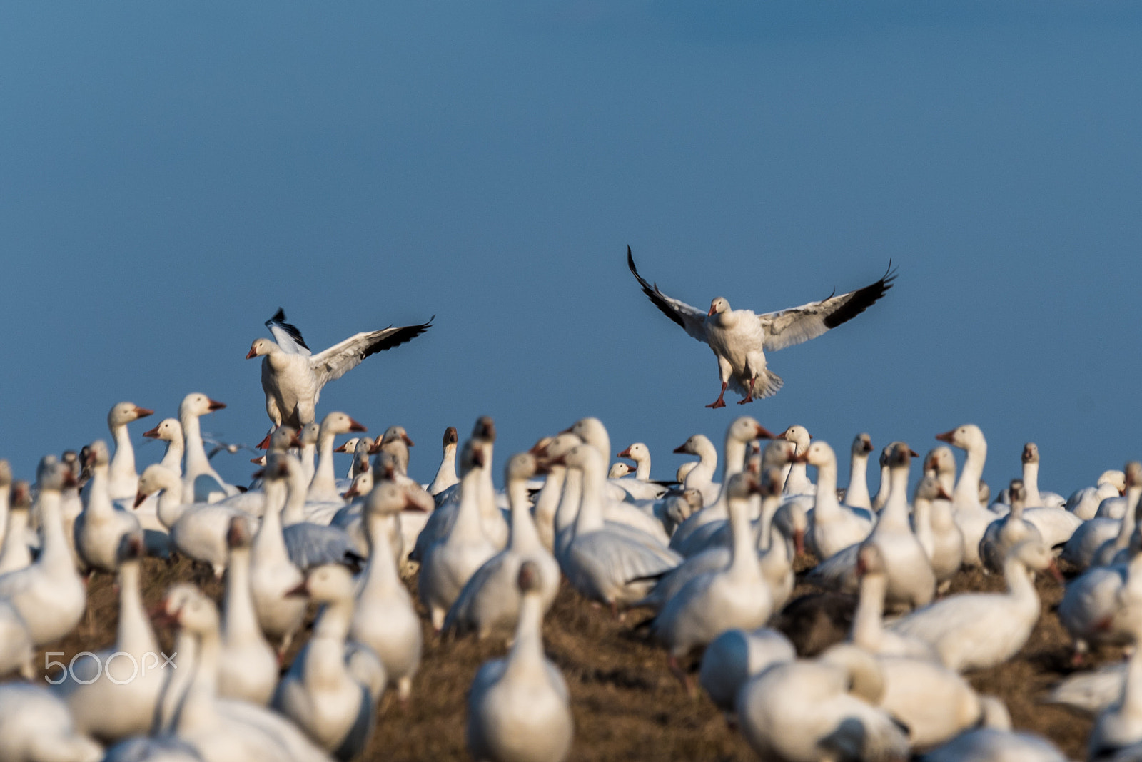 Sigma 120-400mm F4.5-5.6 DG OS HSM sample photo. Snow geese migration 2016 photography