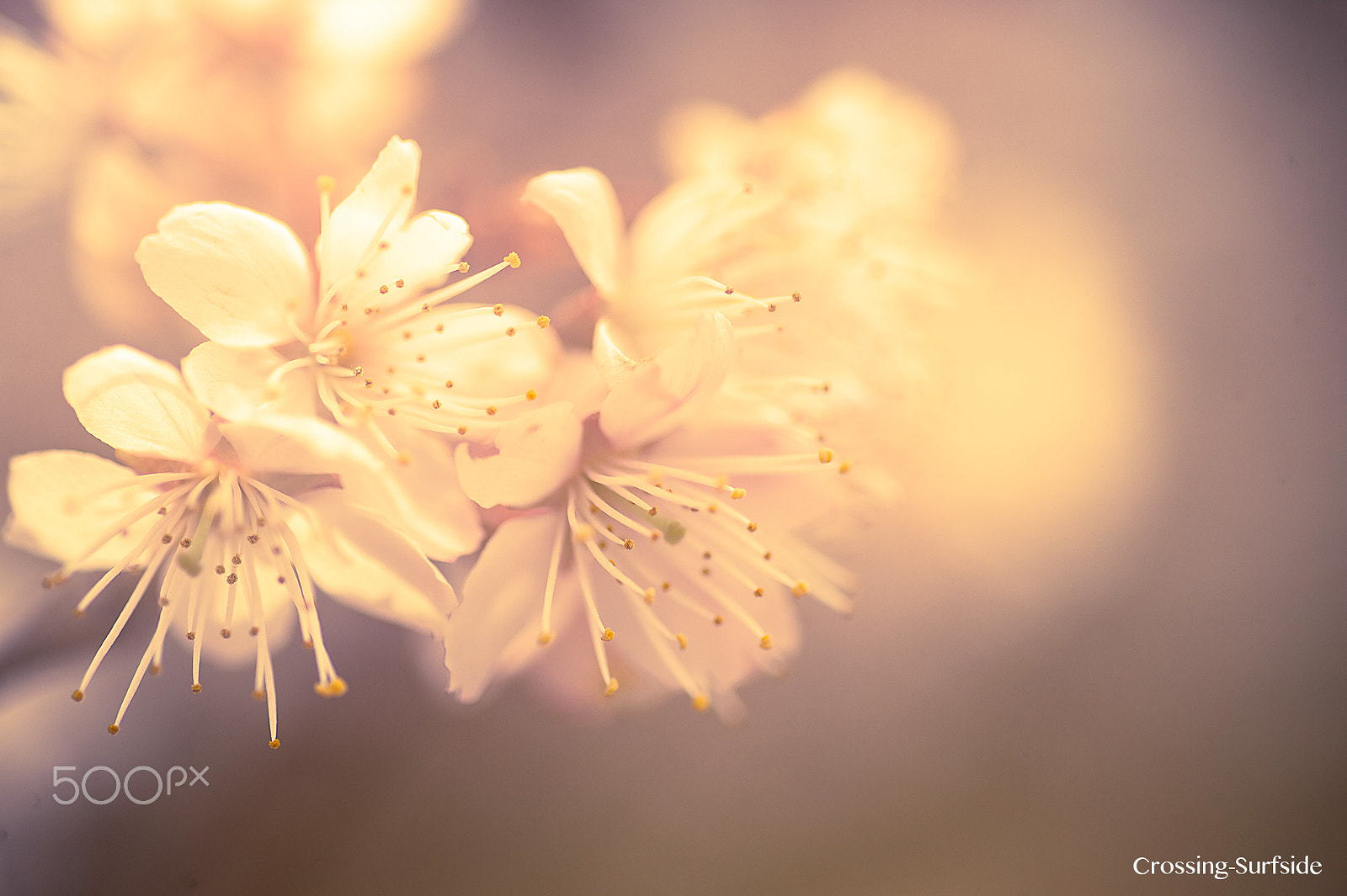 Nikon Df sample photo. Little spring photography