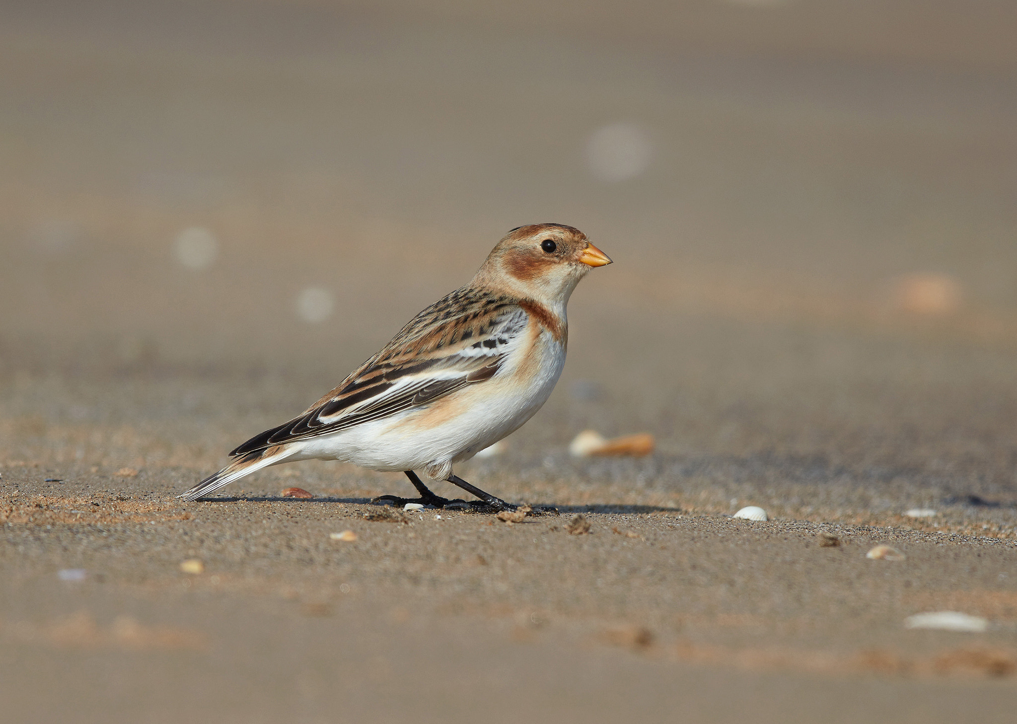 Canon EOS 5DS R + Canon EF 600mm F4L IS II USM sample photo. Snow bunting plectrophenax nivalis photography