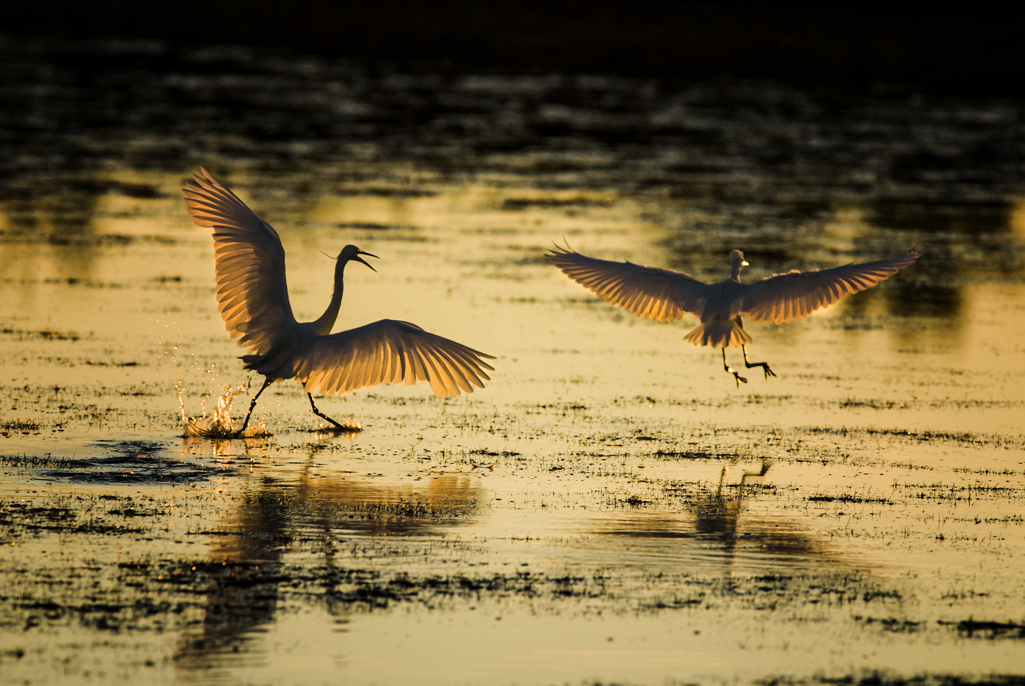 Nikon AF-S Nikkor 300mm F2.8G ED VR II sample photo. Fight photography