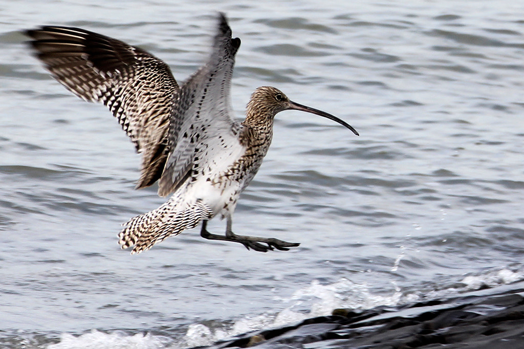 Canon EF 70-200mm F2.8L IS II USM sample photo. De landing photography