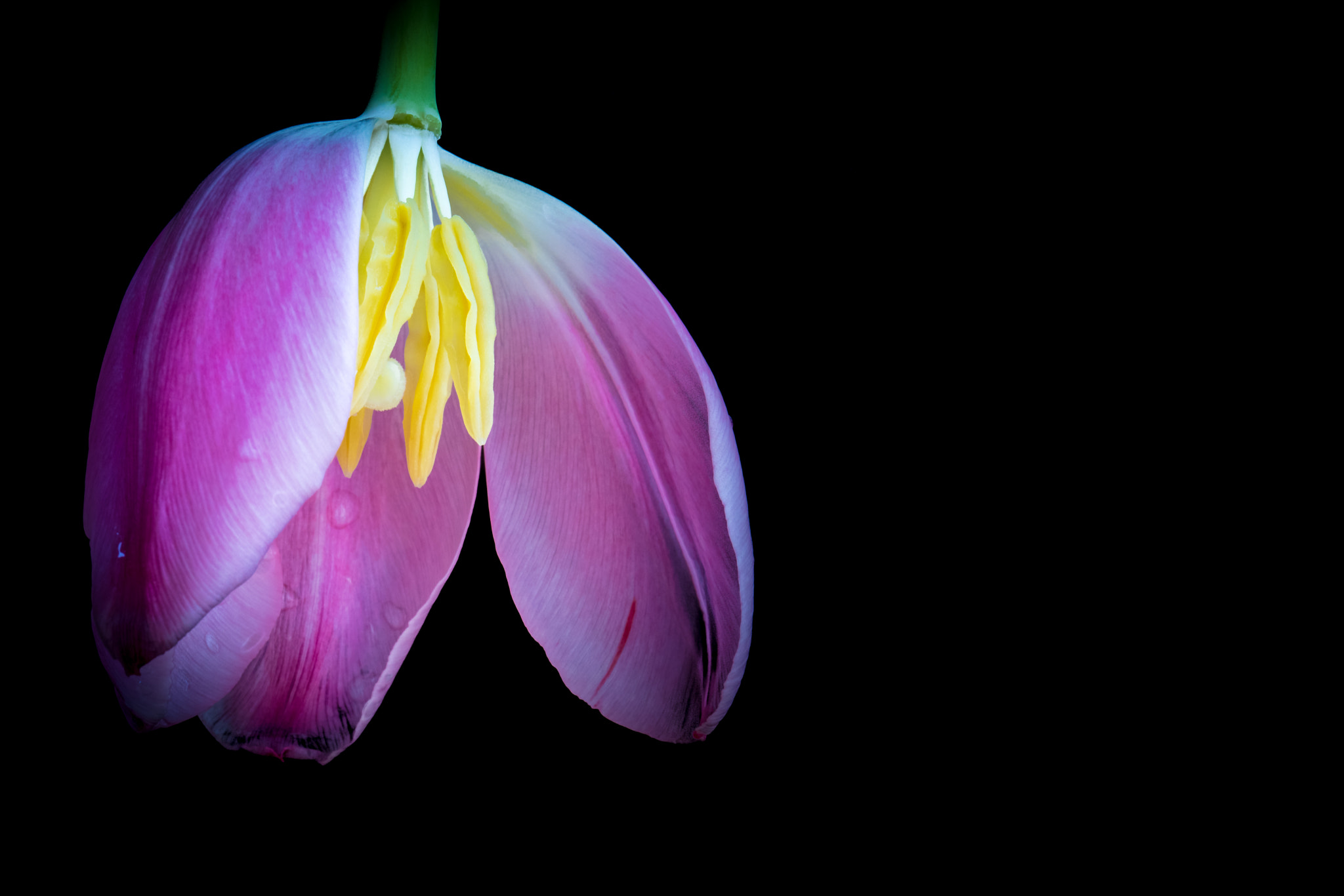 Canon EF 24-70mm F4L IS USM sample photo. Mother's tulip photography