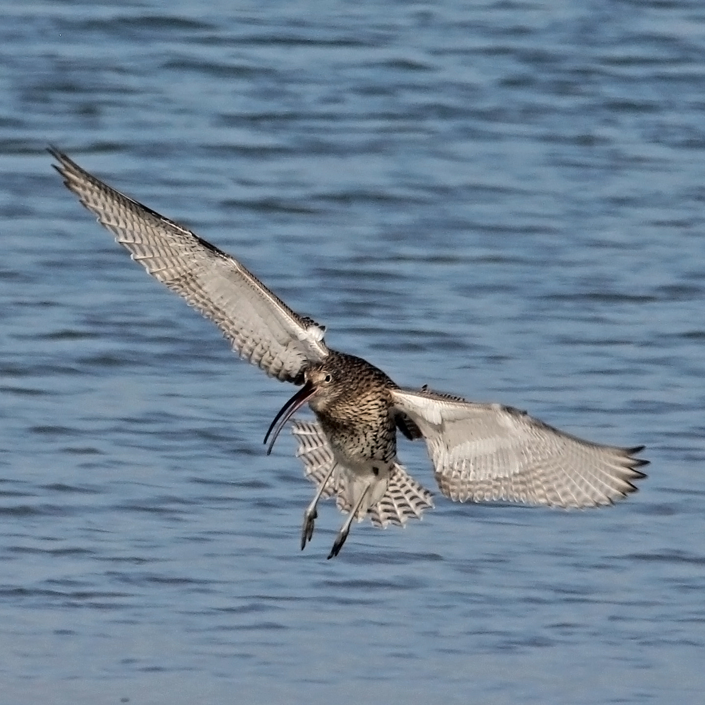 Sigma 150-600mm F5-6.3 DG OS HSM | C sample photo. Wulp photography