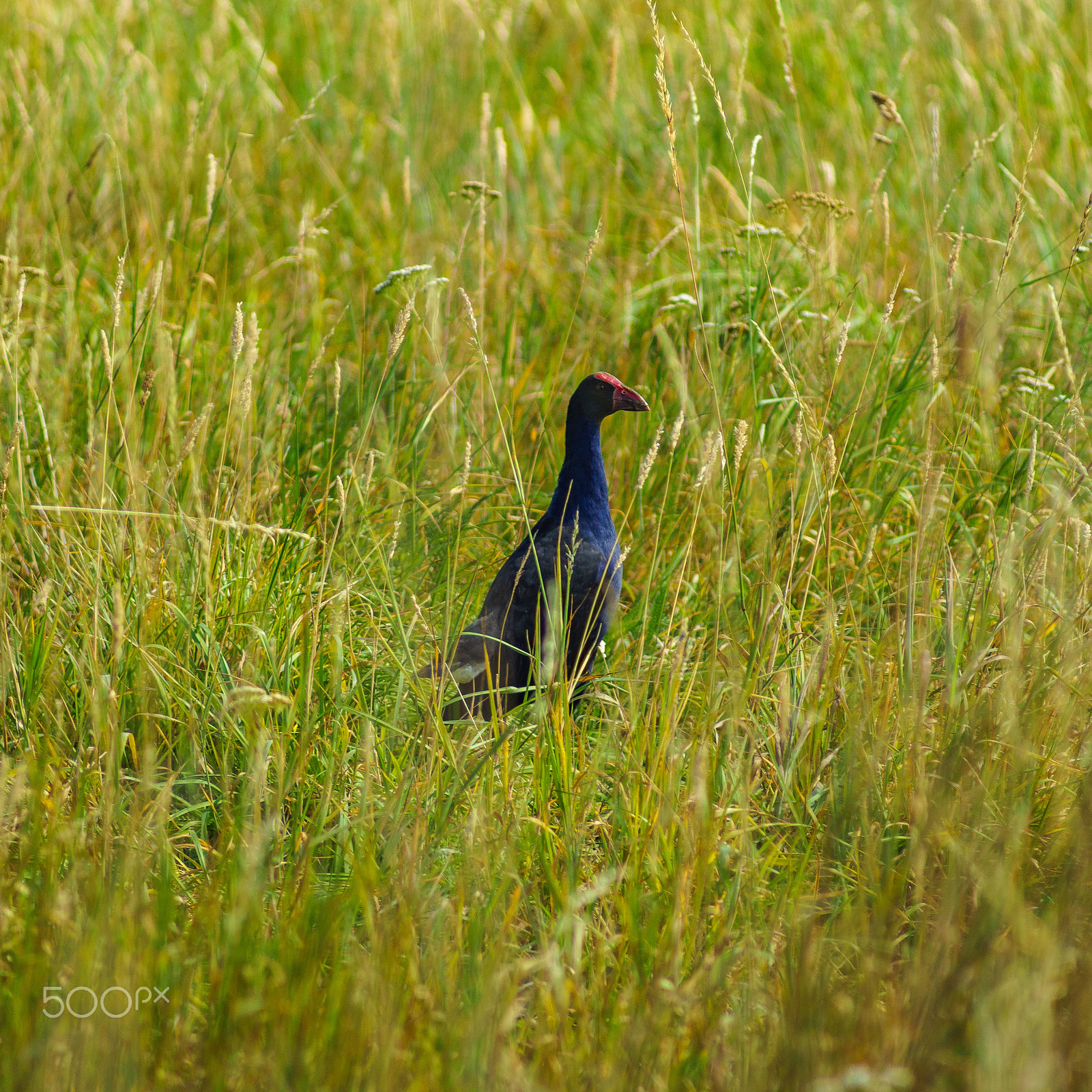 Sony 75-300mm F4.5-5.6 sample photo. Pukeko photography