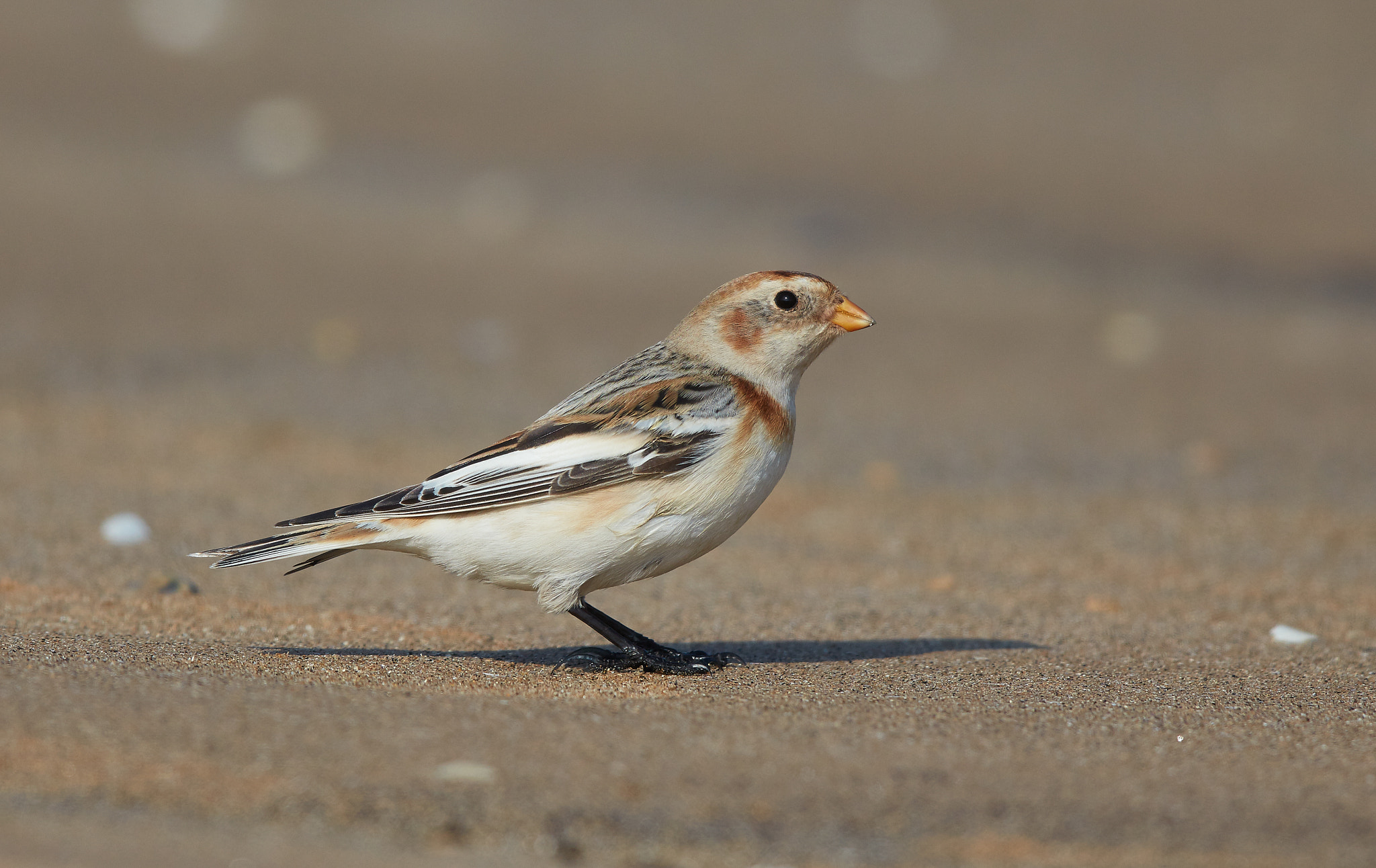 Canon EF 600mm F4L IS II USM sample photo. Snow bunting 2 photography