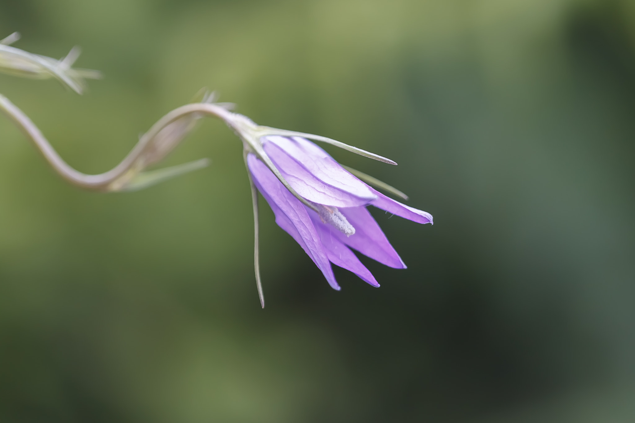 Canon EF 100mm F2.8 Macro USM sample photo. Flexo photography