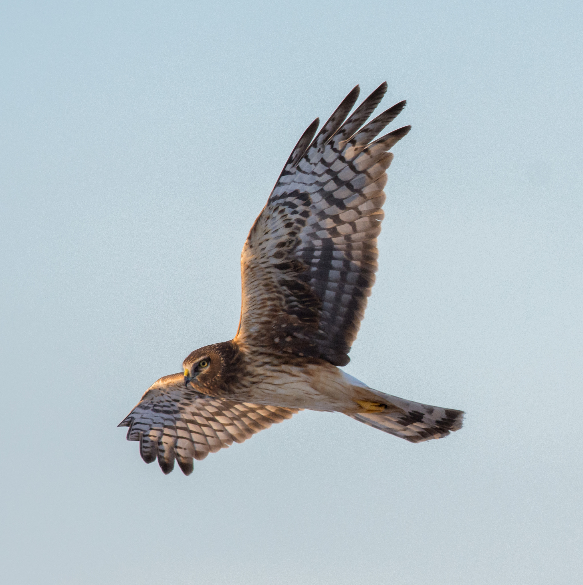 AF-S Nikkor 300mm f/2.8D IF-ED II sample photo. Flight of the harrier photography