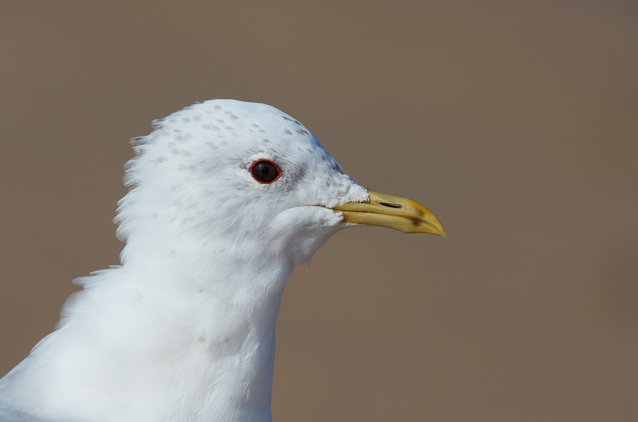 Canon EOS 5DS R + Canon EF 600mm F4L IS II USM sample photo. Mew gull portrait - larus canus photography
