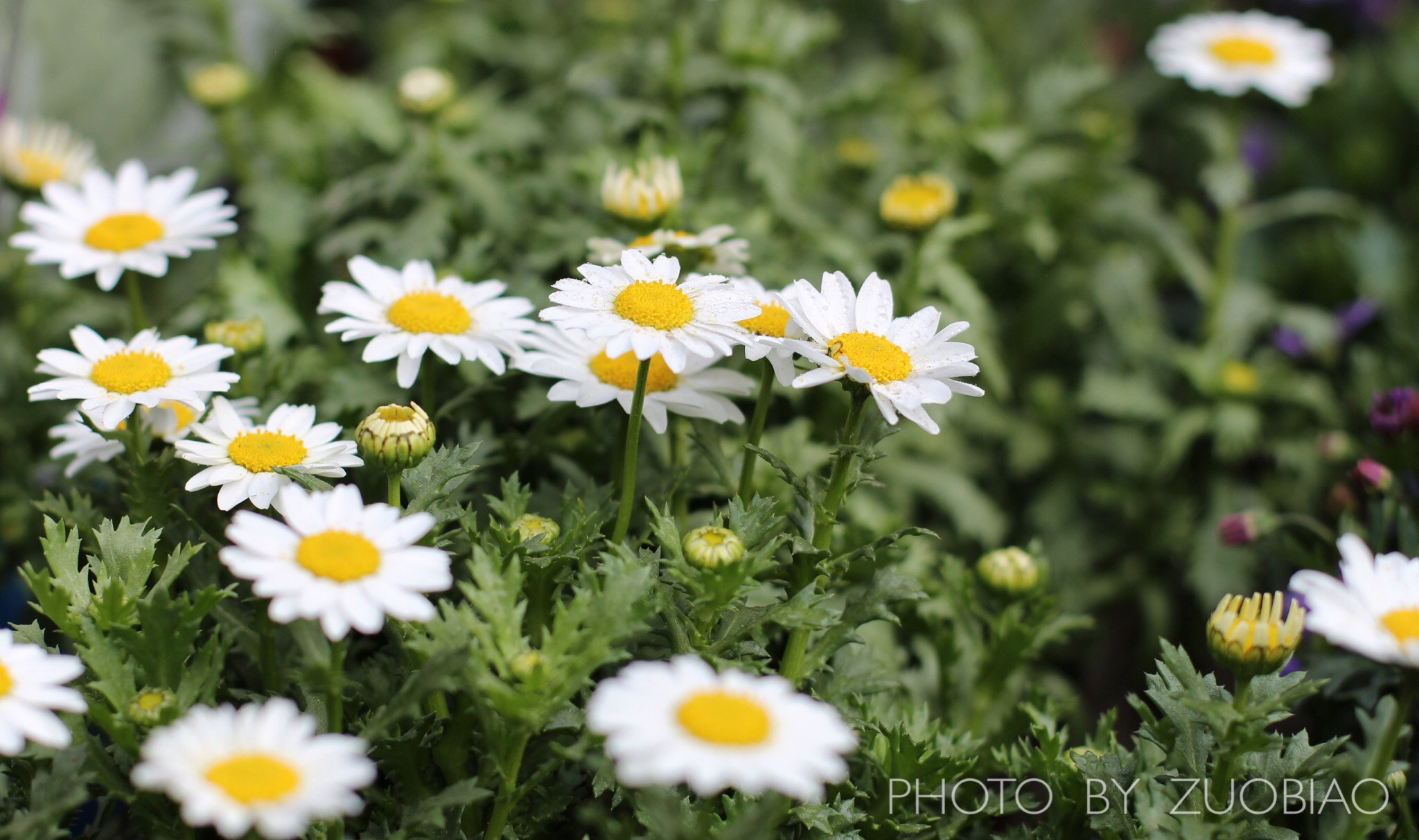 Canon EOS 700D (EOS Rebel T5i / EOS Kiss X7i) + Canon EF 50mm F1.4 USM sample photo