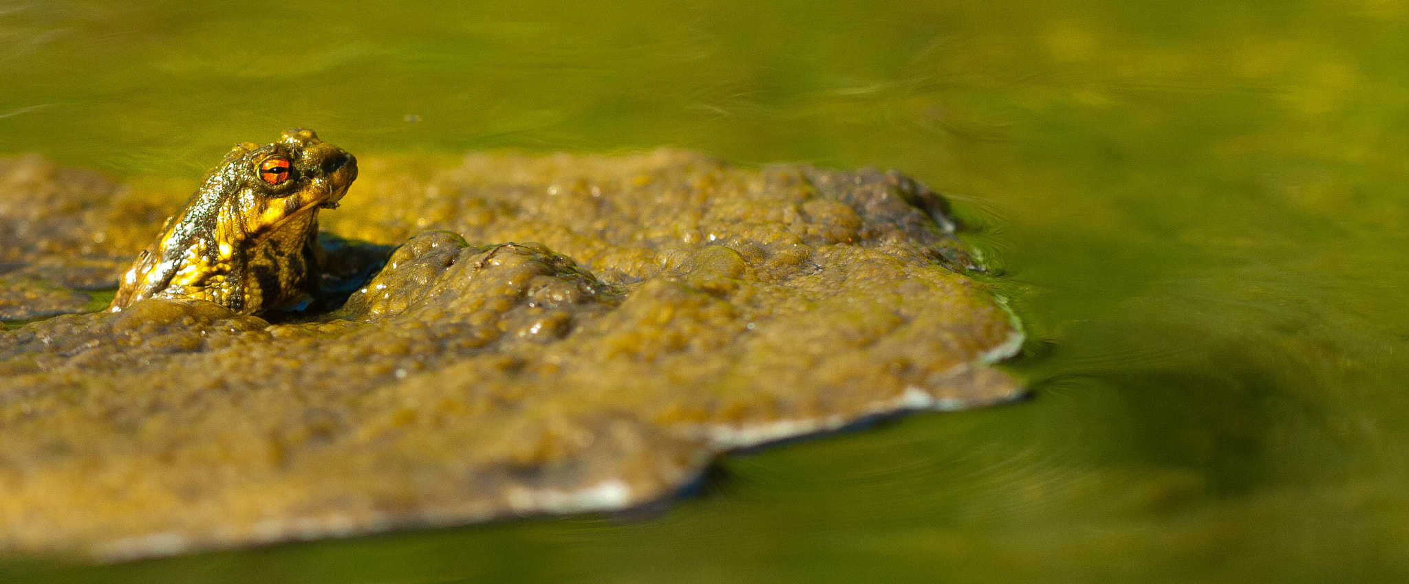 Canon EOS 40D + Canon EF 100mm F2.8L Macro IS USM sample photo. Bufo spinosus photography