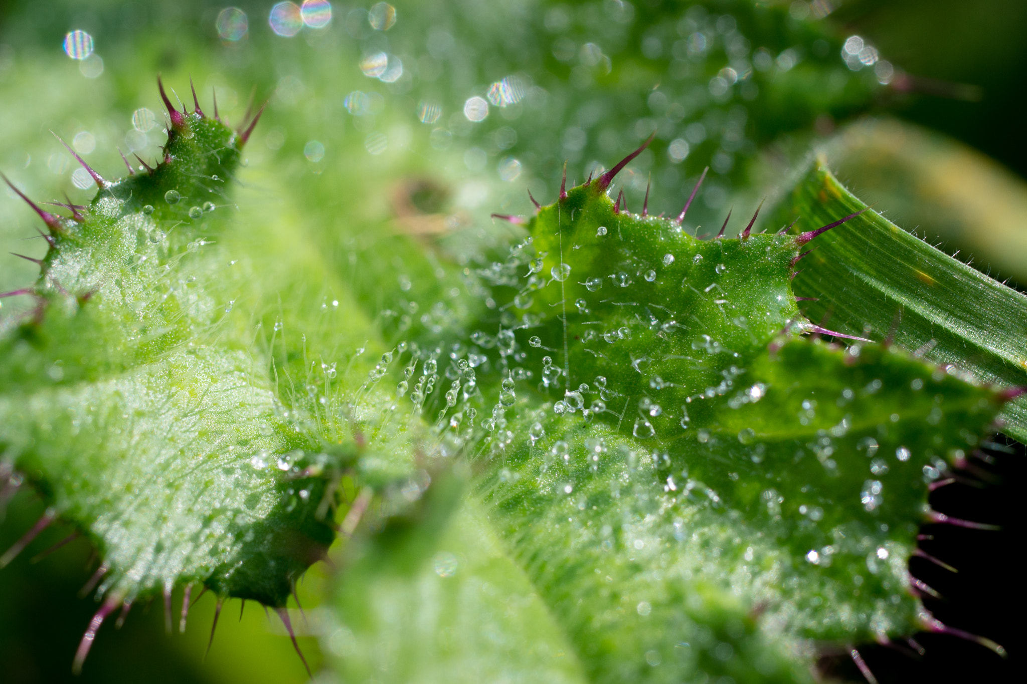 Sony SLT-A77 + Sigma 30mm F1.4 EX DC HSM sample photo. Thistle photography