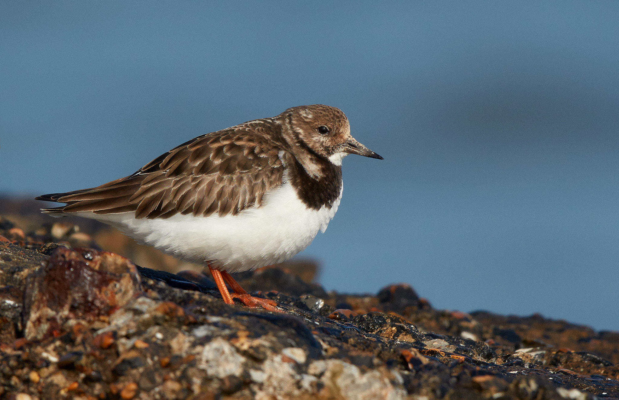 Canon EOS 5DS R + Canon EF 600mm F4L IS II USM sample photo. Ruddy turnstone photography