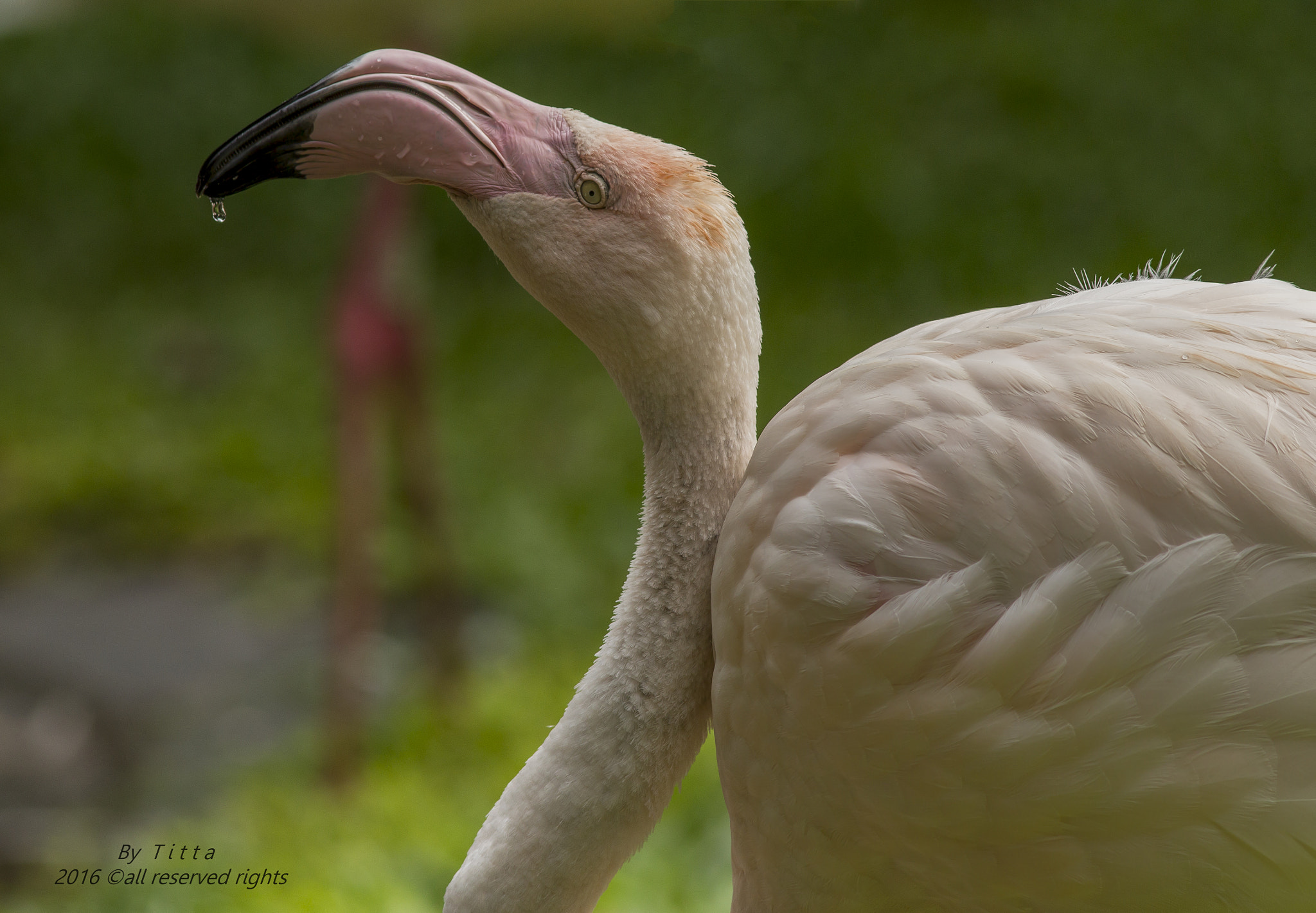 Canon EF 300mm F4L IS USM sample photo. Flamingo africano photography