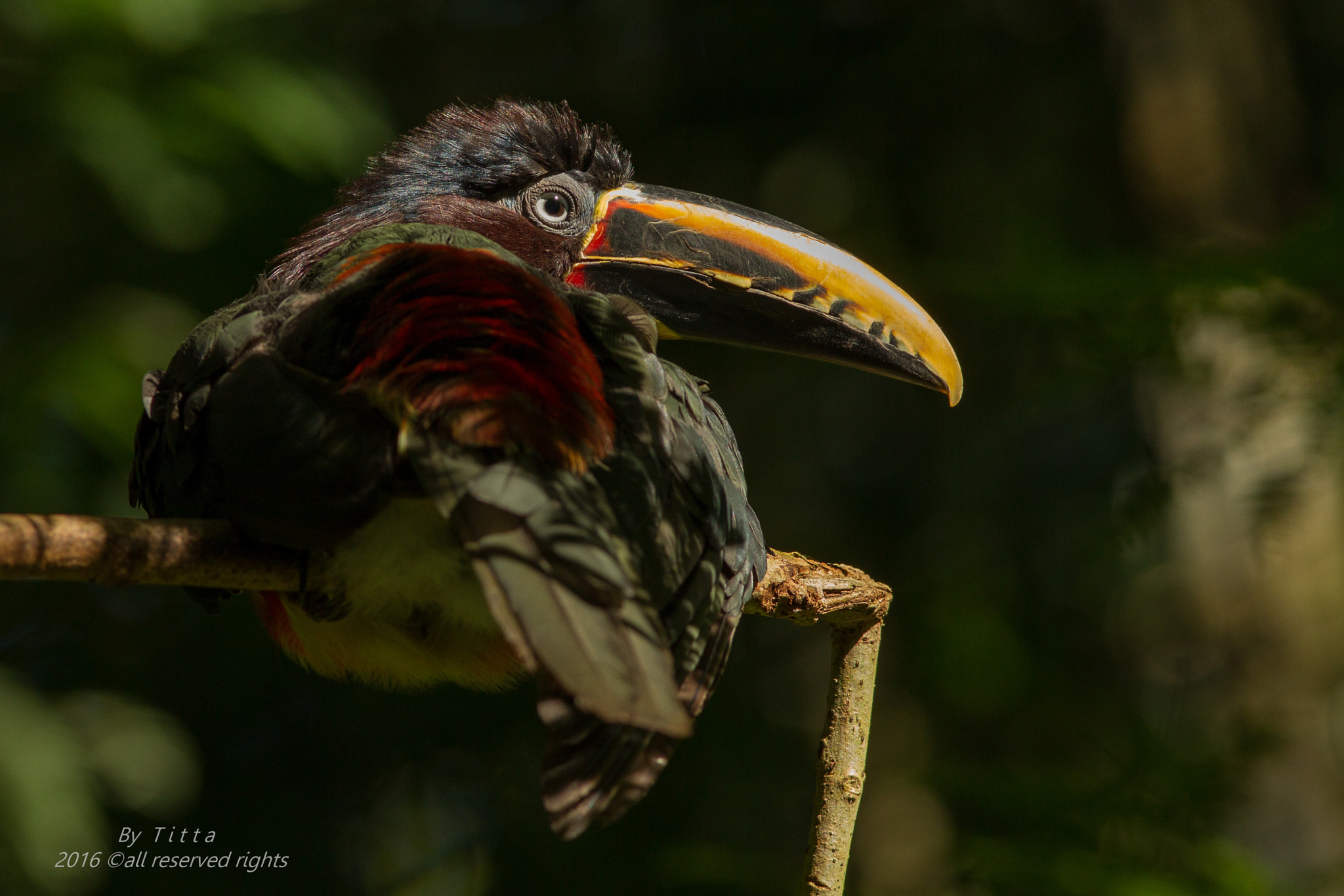 Canon EF 300mm F4L IS USM sample photo. Araçari castanho photography