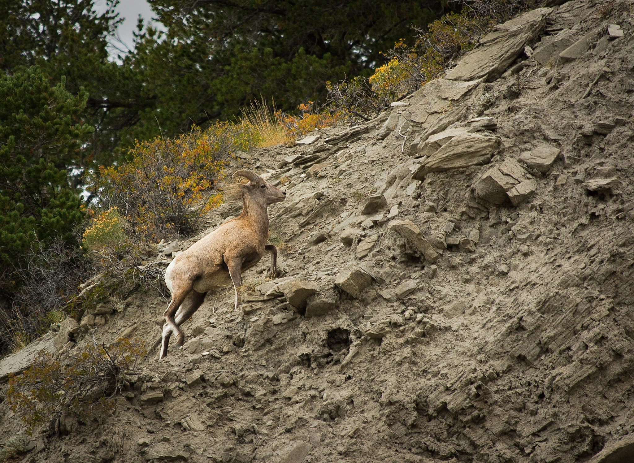 Canon EOS 30D sample photo. Big horn sheep in yellowstone national park photography