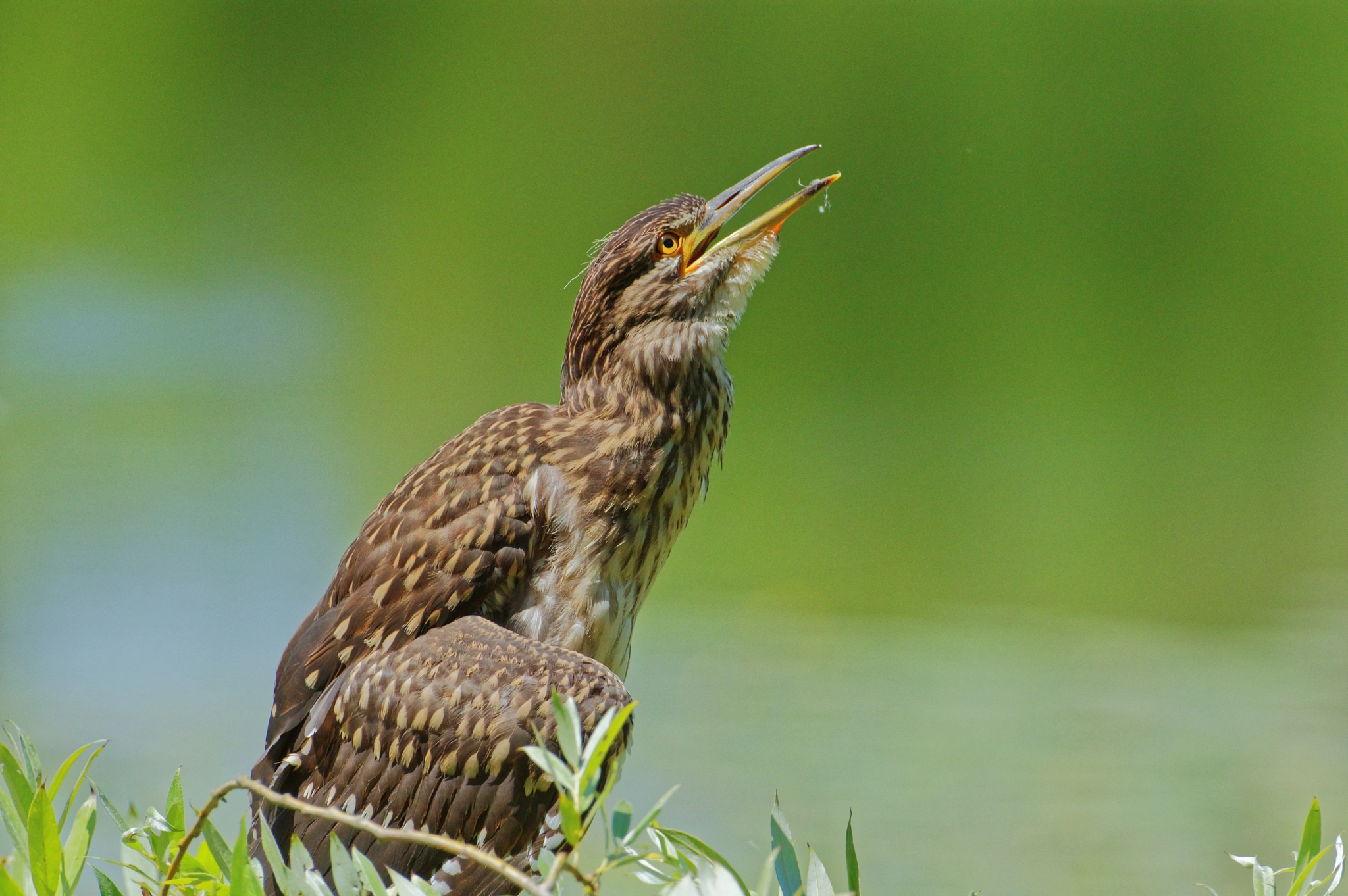 Pentax K-3 sample photo. Young night heron - nitticora giovane photography