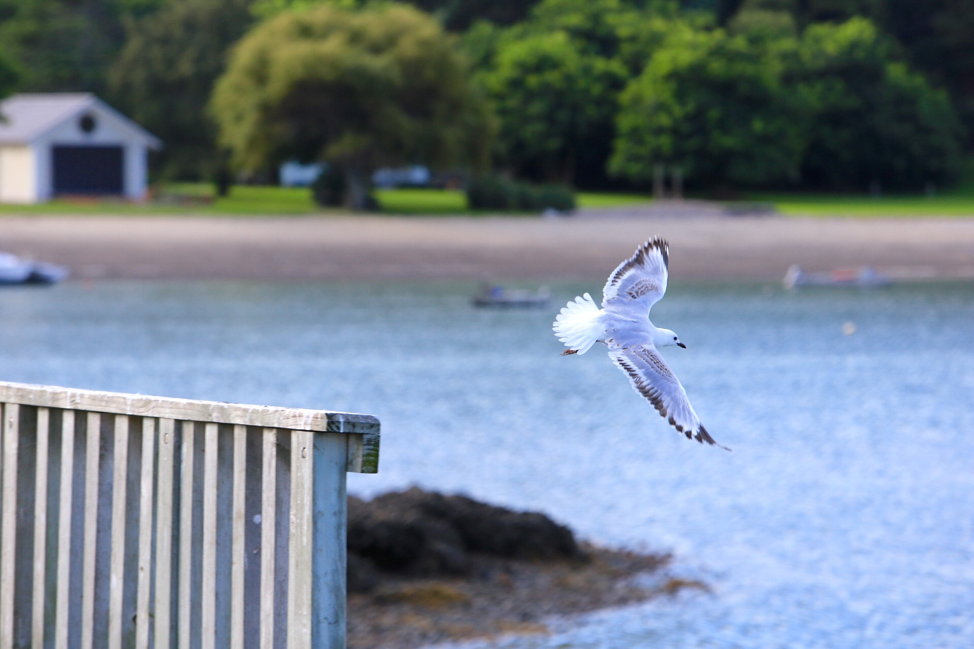Canon EF 70-200mm F2.8L IS USM sample photo. Seagull at harboir photography