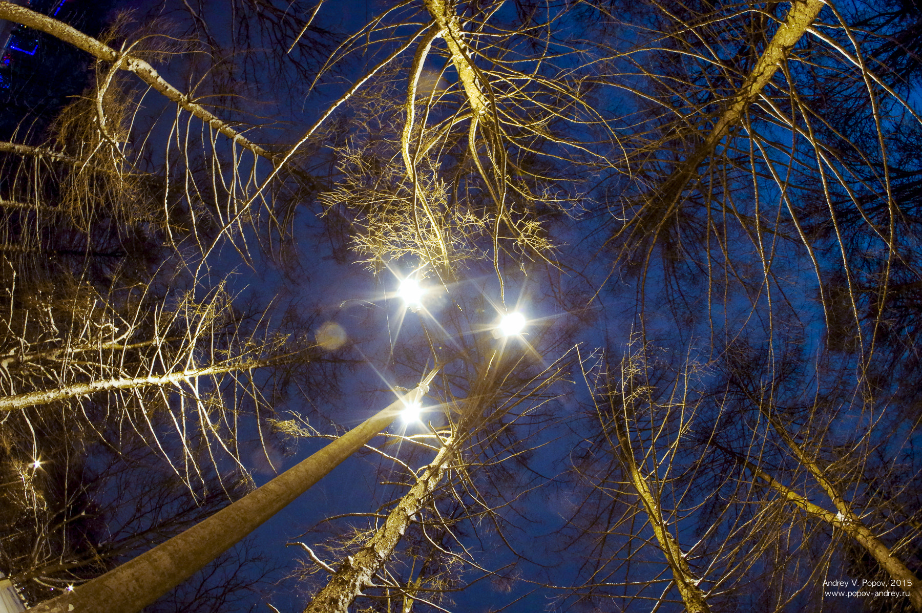 Pentax K-3 sample photo. Larches photography