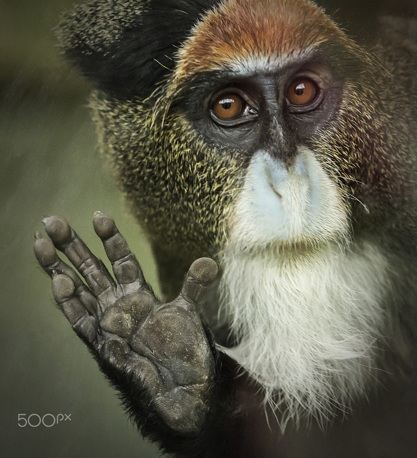 Canon EF 70-200mm F2.8L USM sample photo. De brazza's monkey photography