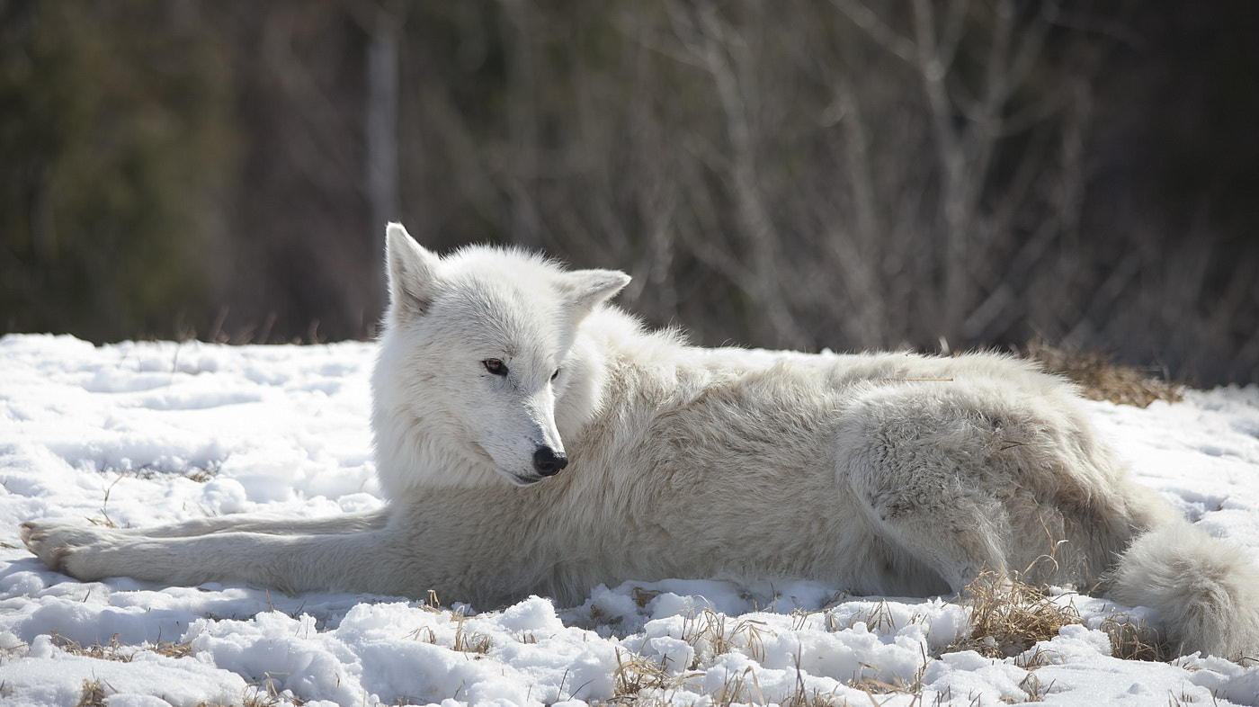 Canon EOS 5D Mark II + Sigma 150-500mm F5-6.3 DG OS HSM sample photo. Artic wolf photography