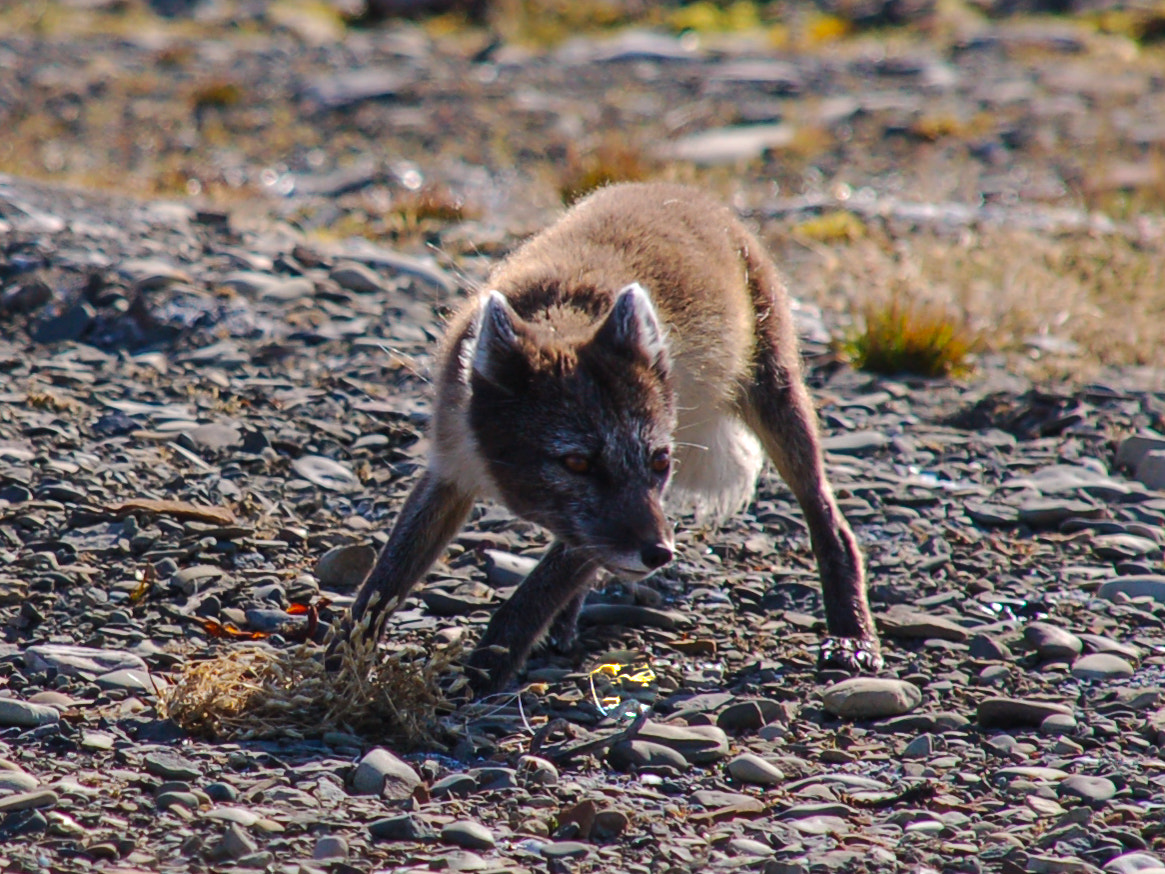 Nikon D50 + Sigma 18-200mm F3.5-6.3 DC sample photo. What dos the arctic fox say? photography